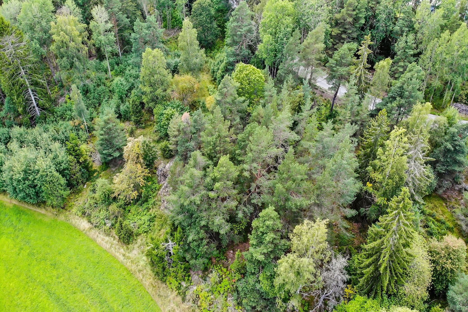 I dagsläget lätt kuperad naturtomt