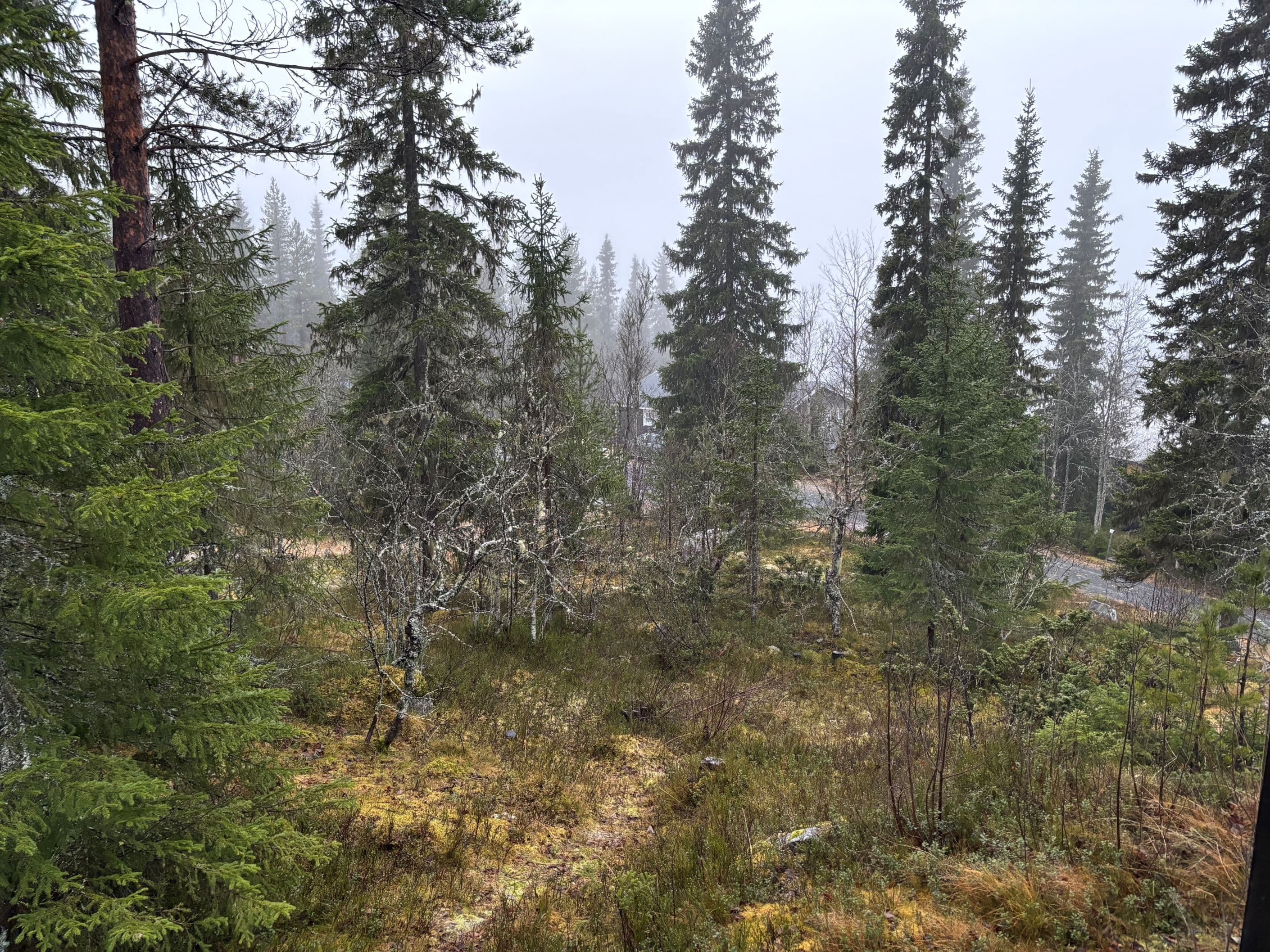 Omgivning sett från verandan