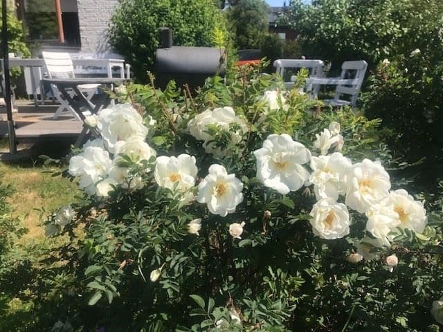 Blommor Solhemsbackarna 99