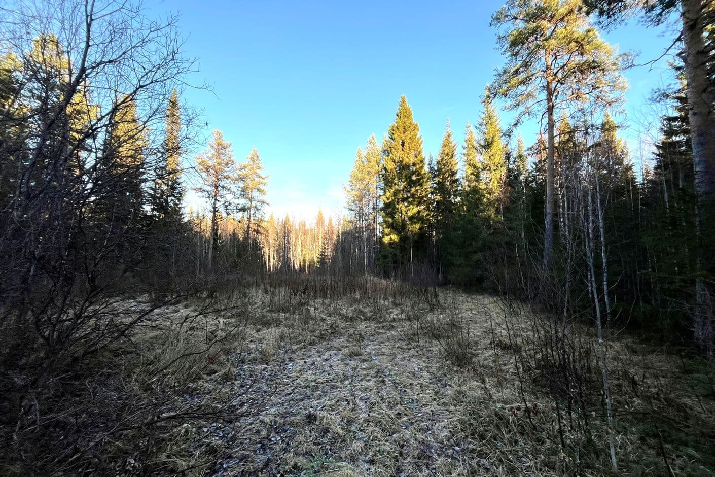 Brännberg