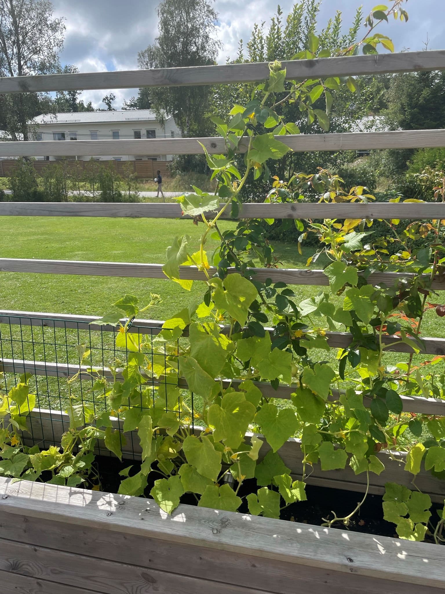 säljarnas egna sommarbild