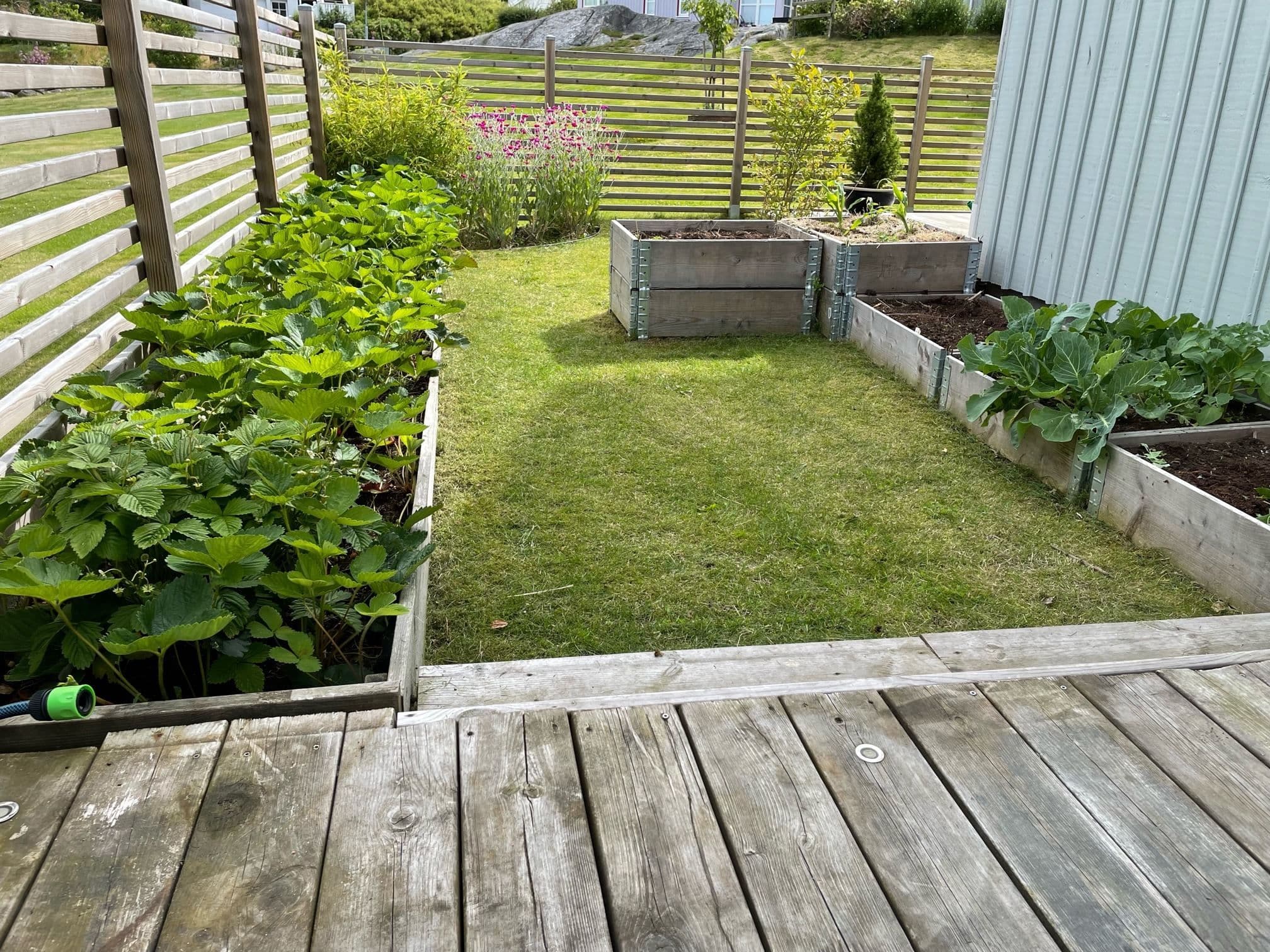 Här trivs jordgubbarna. Säljarens bild.
