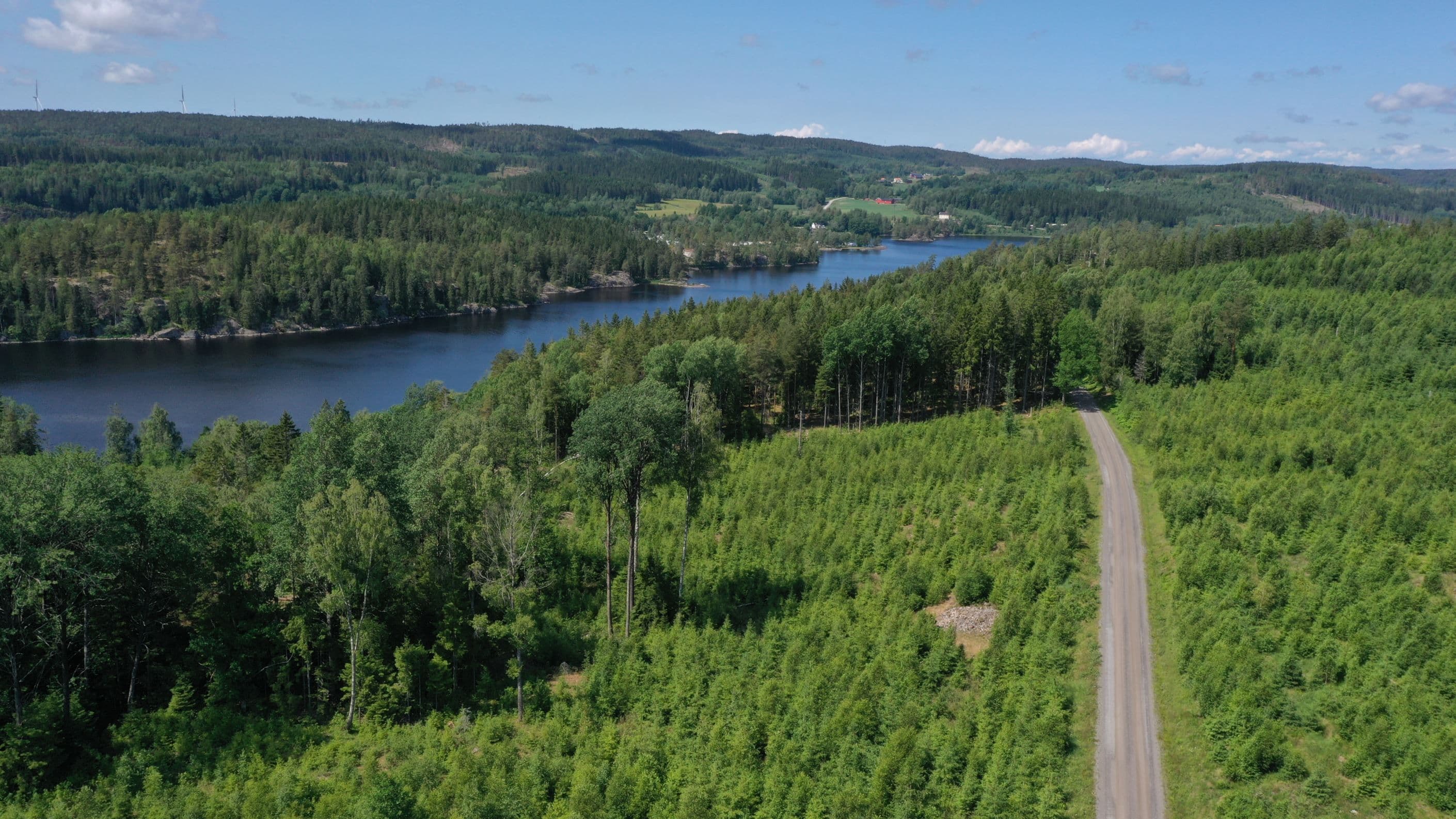 Avd. 15 i förgrunden, Gallringskogen i avdelning 12 mot vägen vänster om vägen