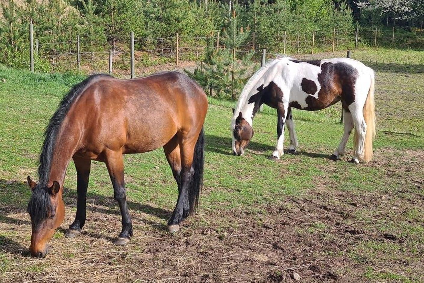 Lilla Blåhult 2