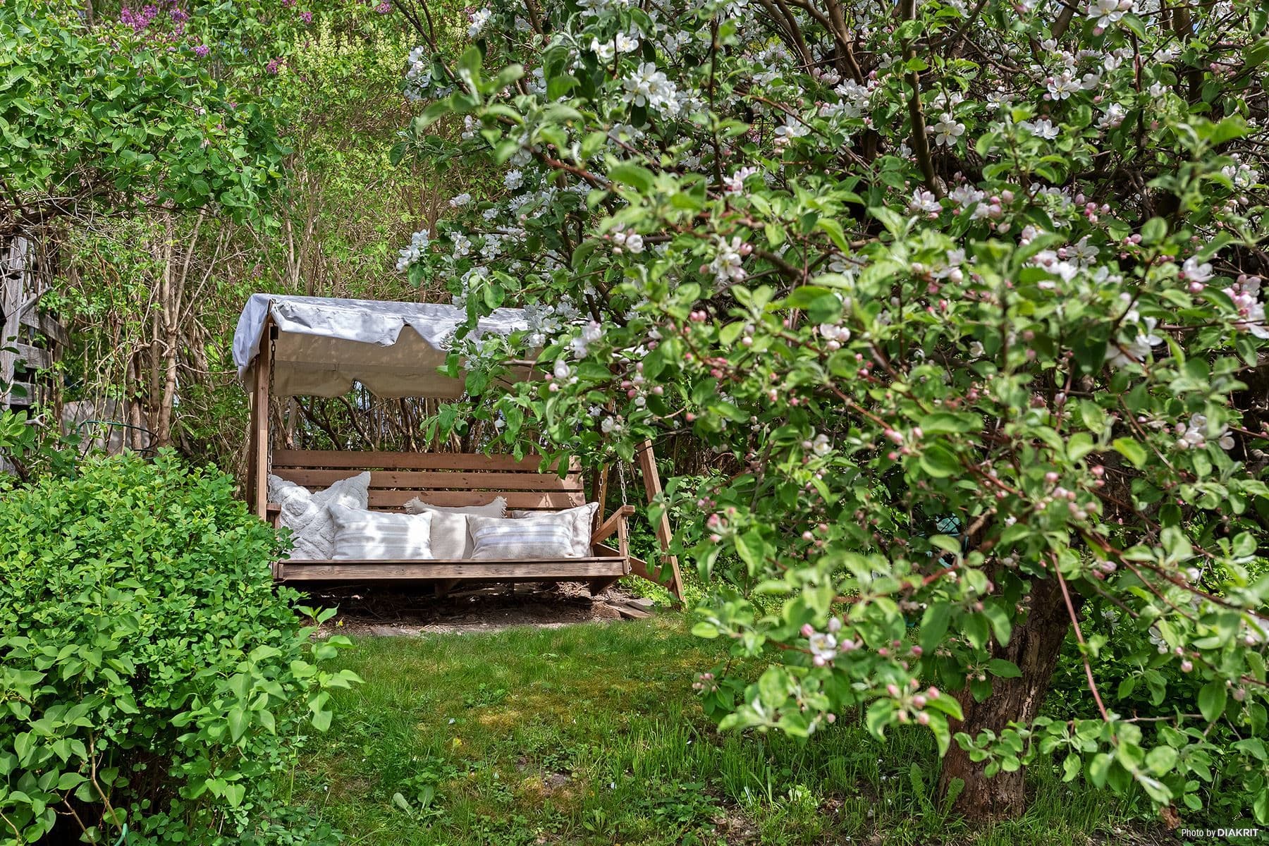 Trädgård med blommande fruktträd