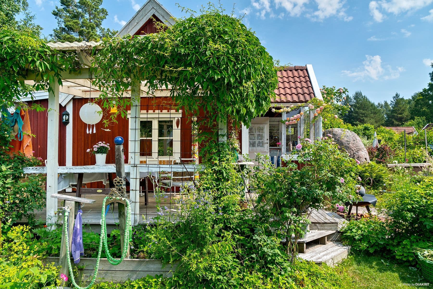 Pergola med klättrande vildvin