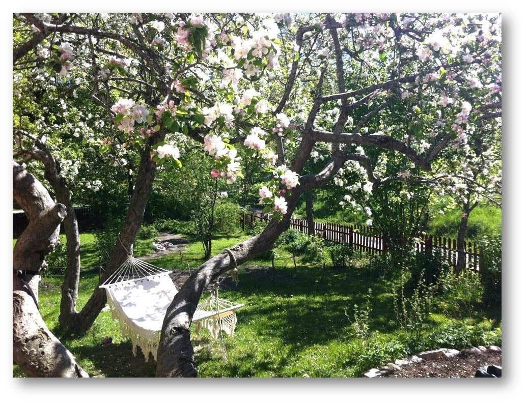 Blomstrande fruktträd på våren