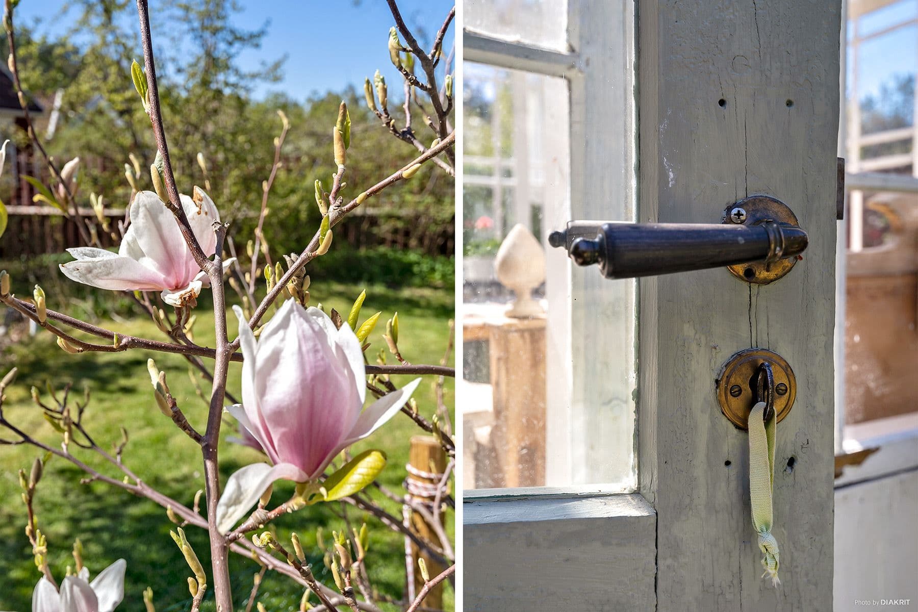 Magnolia / fina gamla dörrar