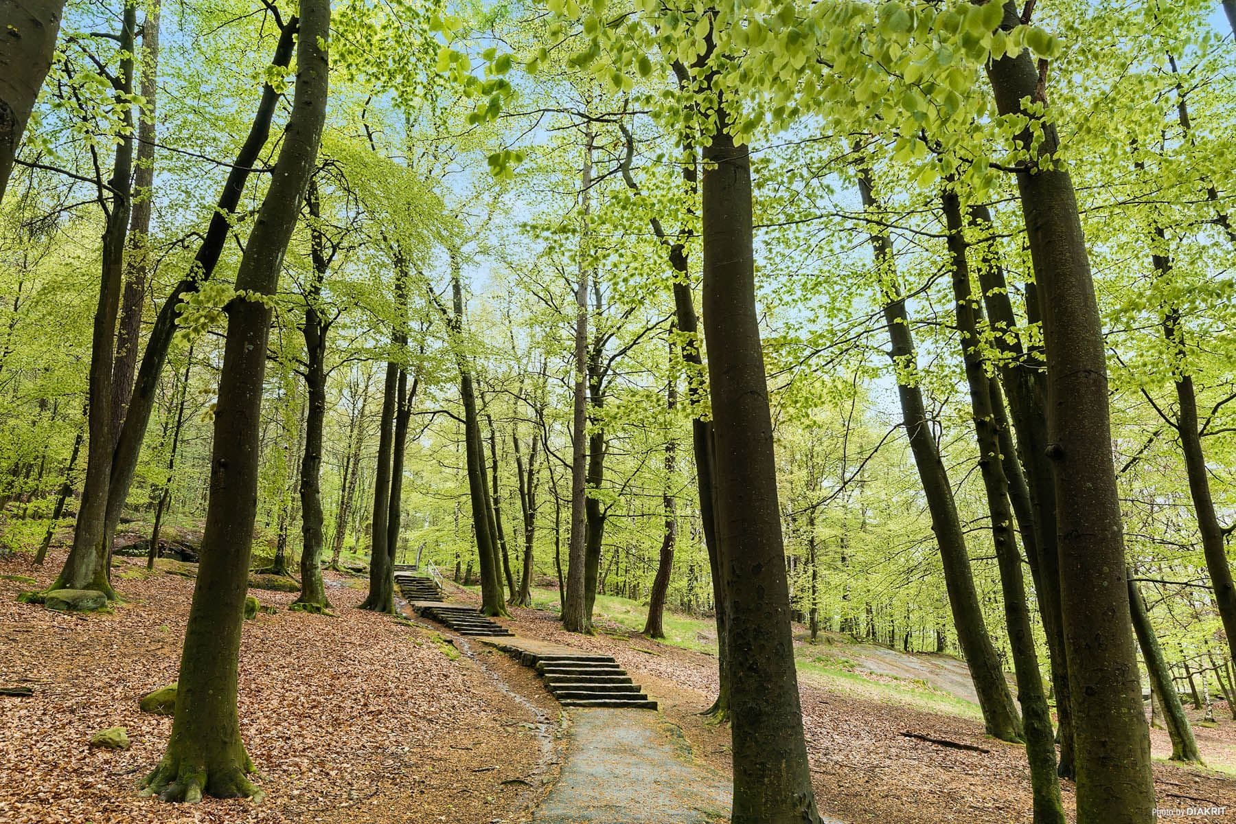 Vårskog vid Rambergets fot