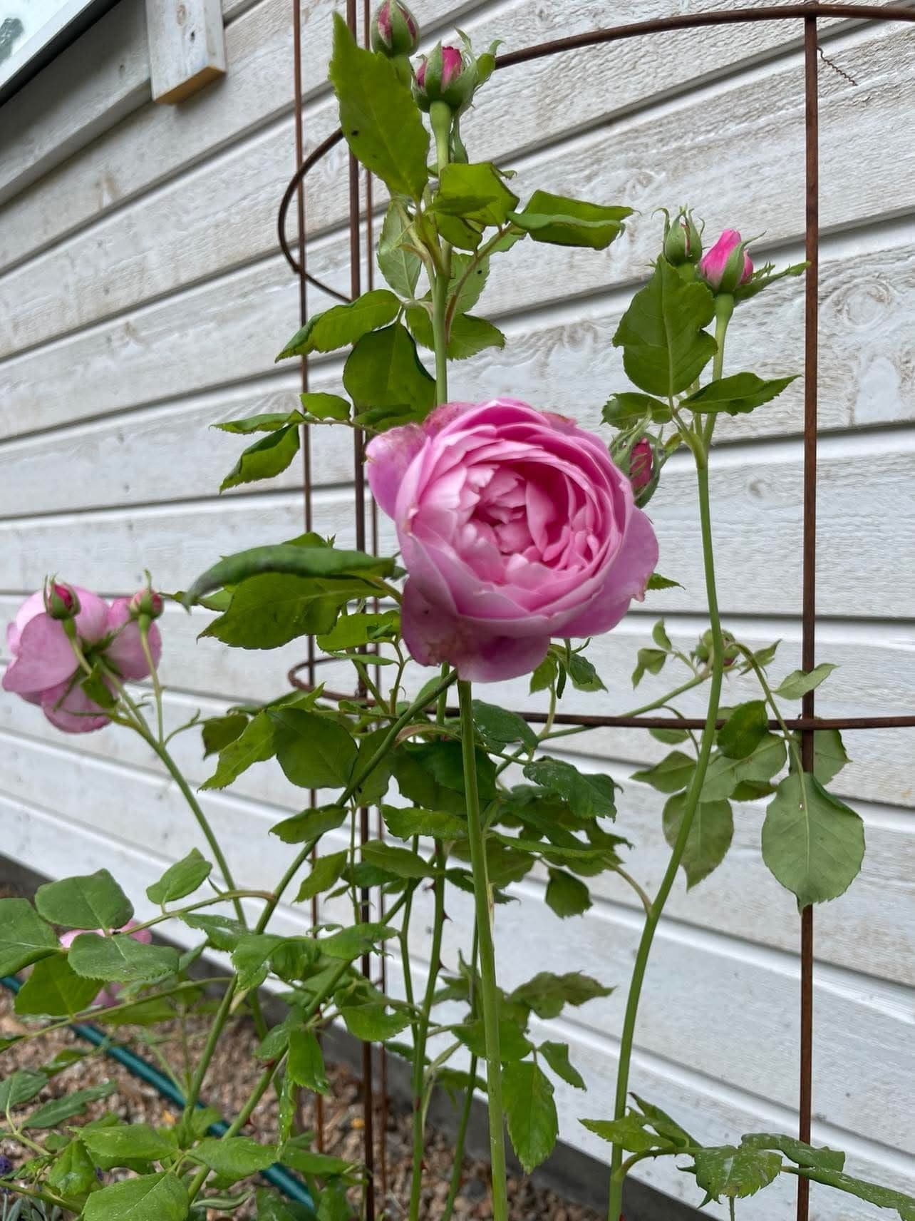 Säljarens egna bild