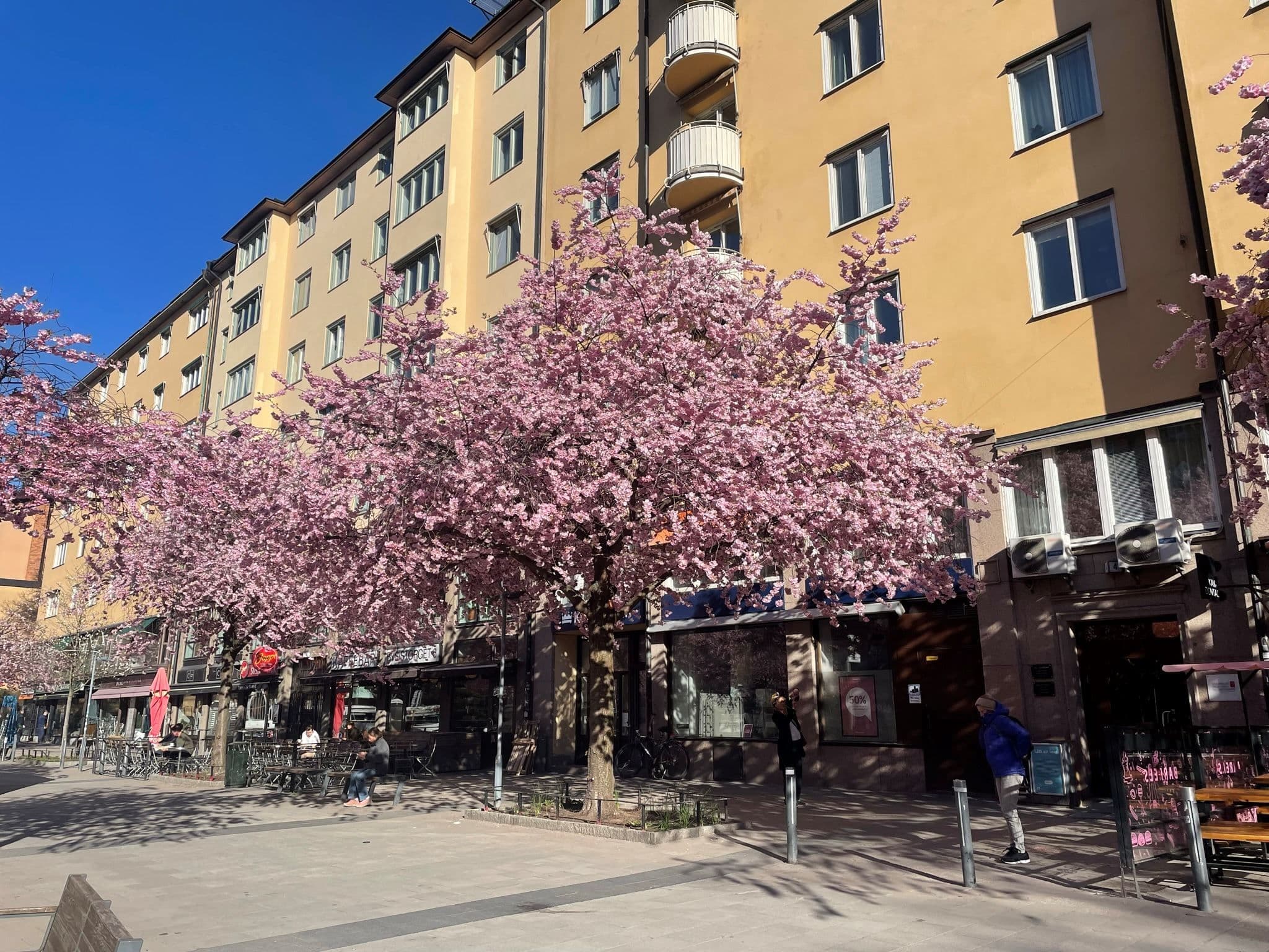 Säljarens egna bild på de vackra träden utanför porten.