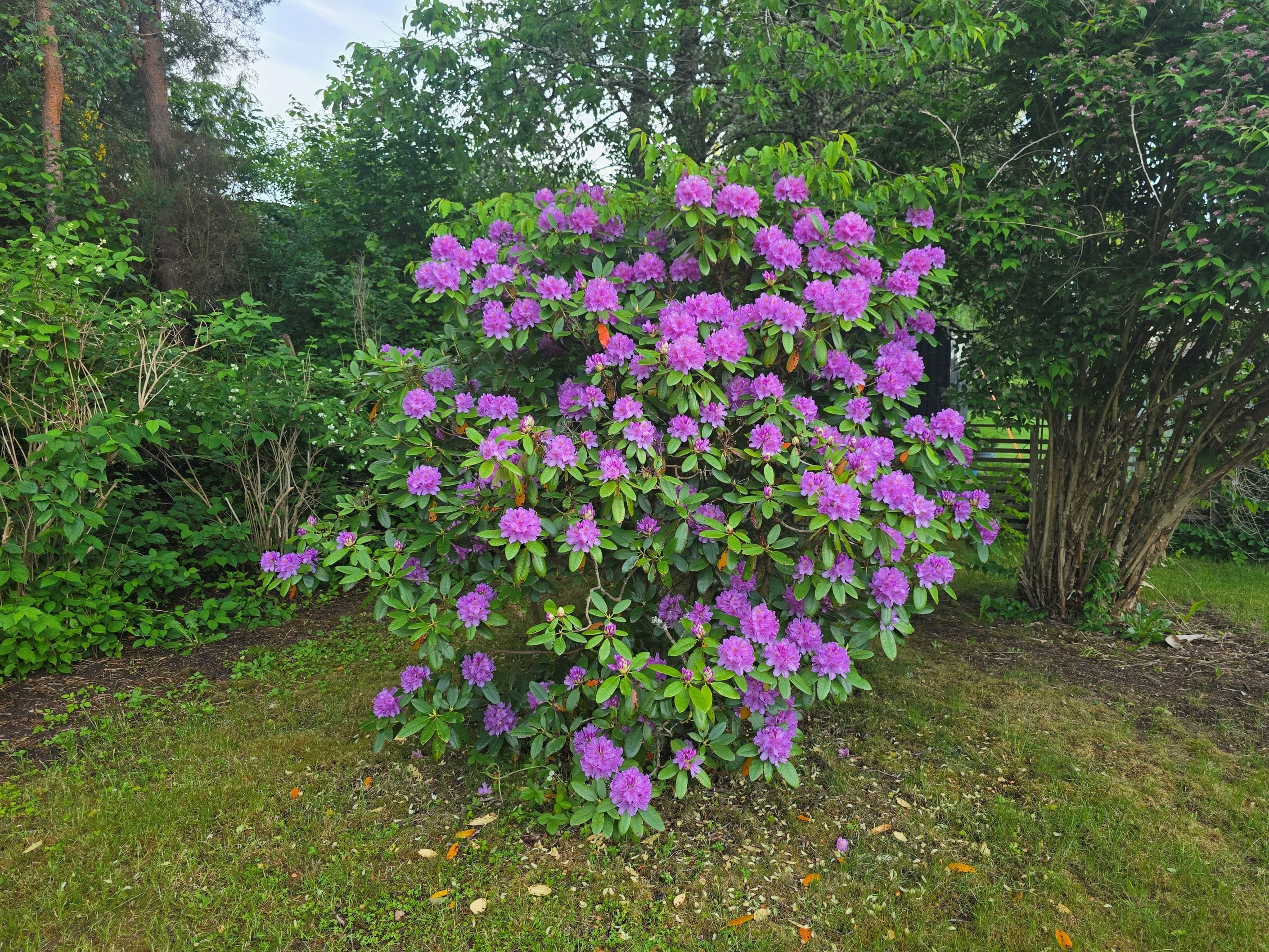 Säljarens egna bild