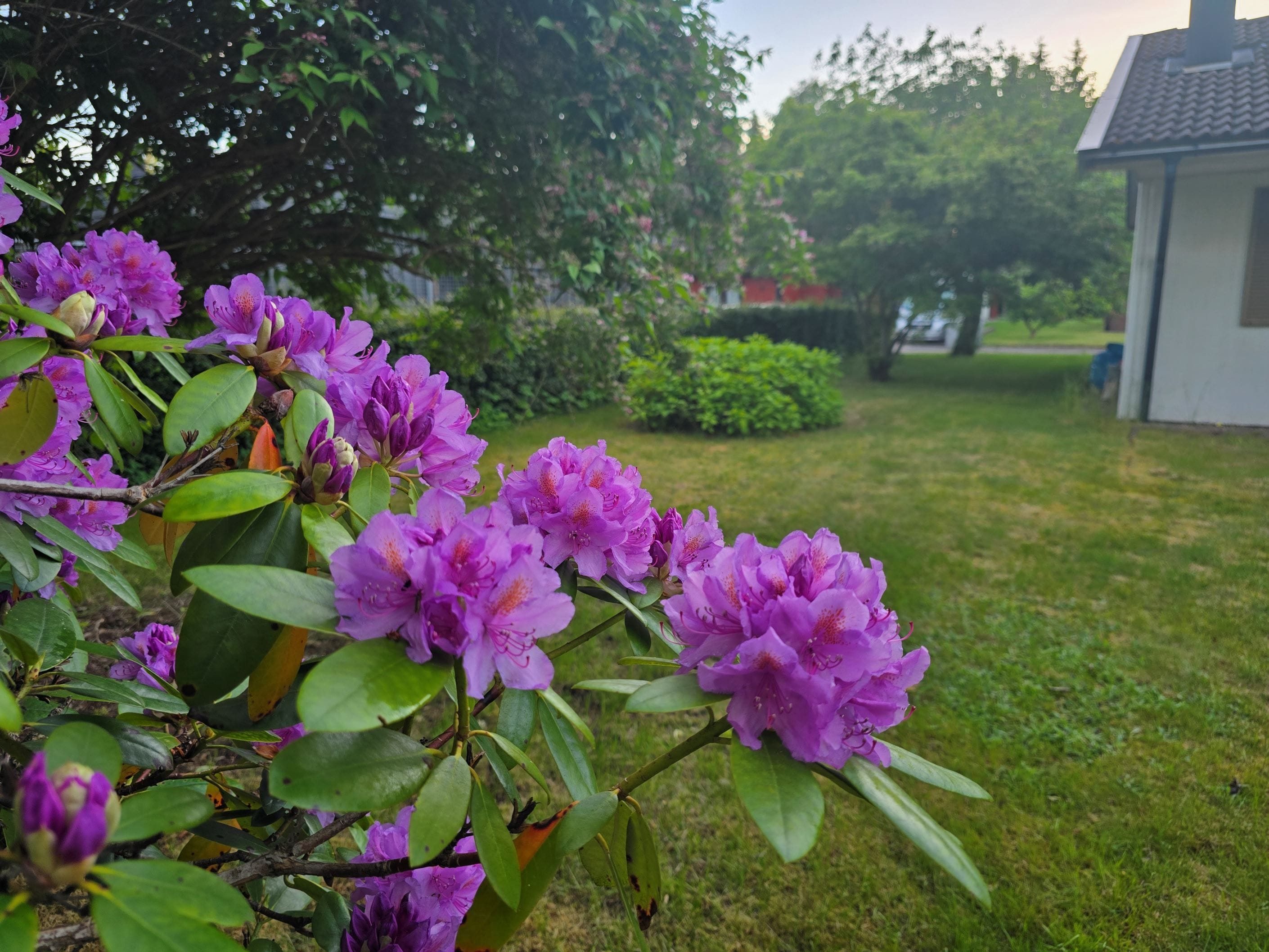 Säljarens egna bild