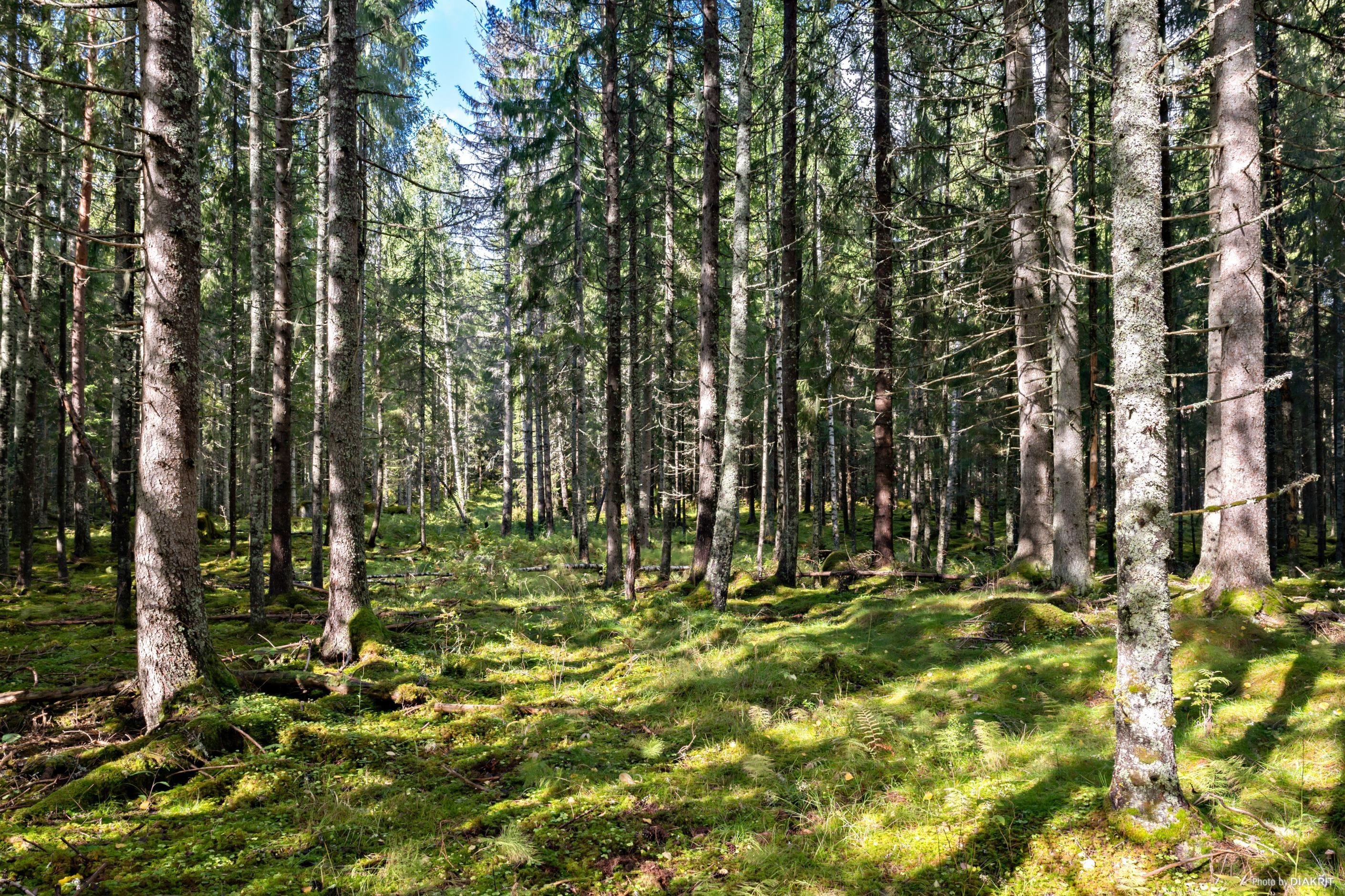 Naturen bredvid