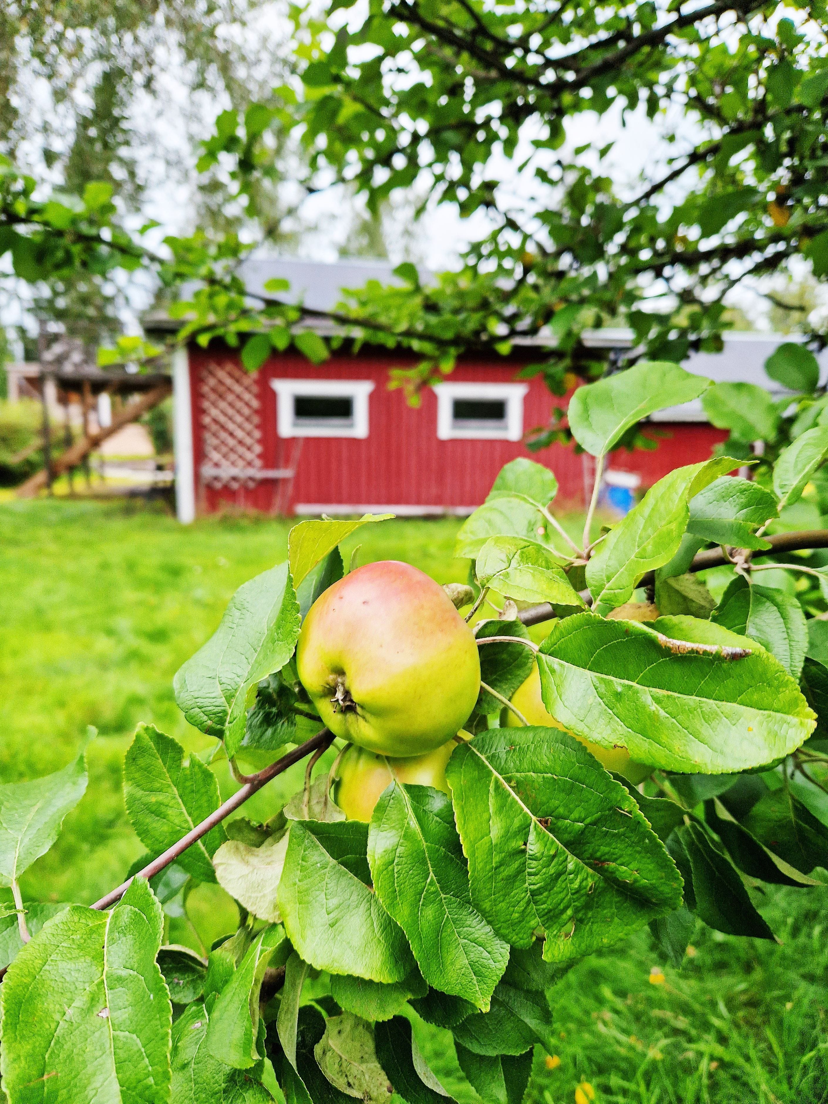 Äpplen