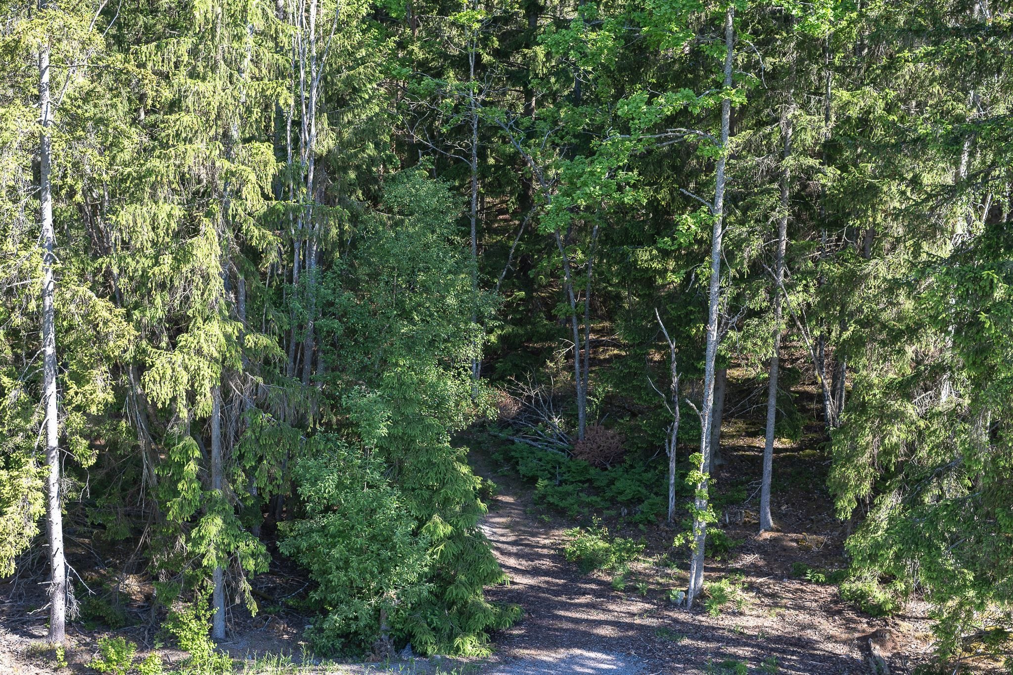 Skogen precis intill