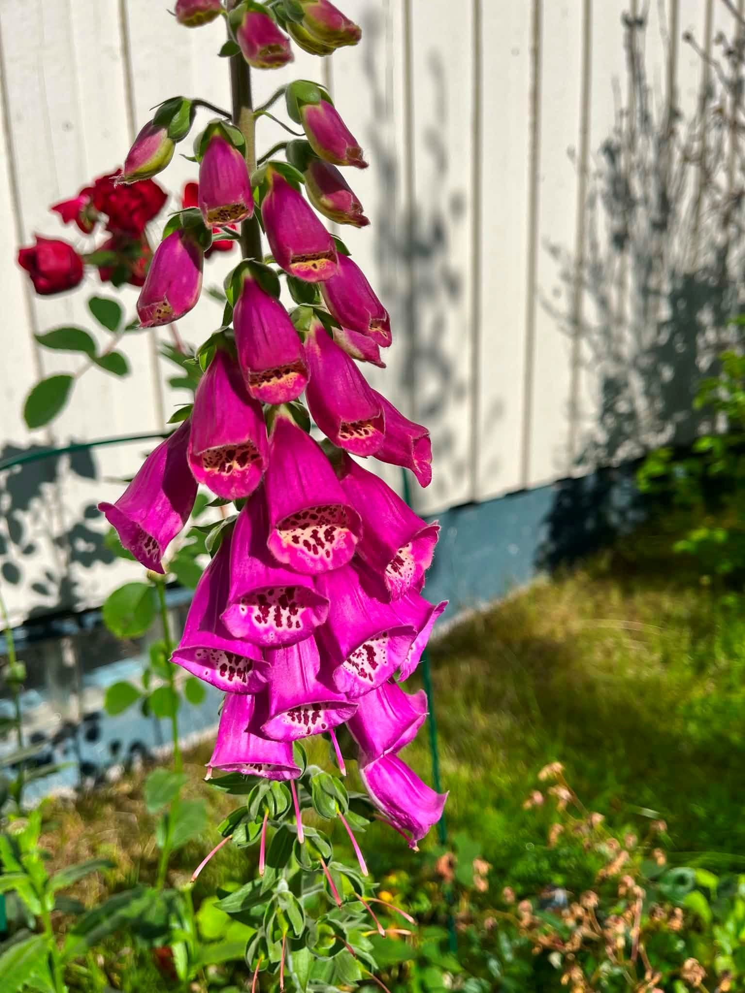 Säljarens egna bilder
