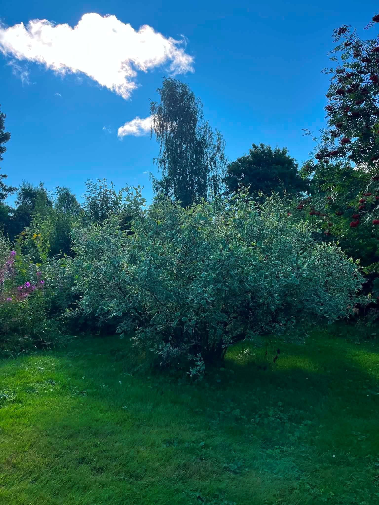 Säljarens egna bilder