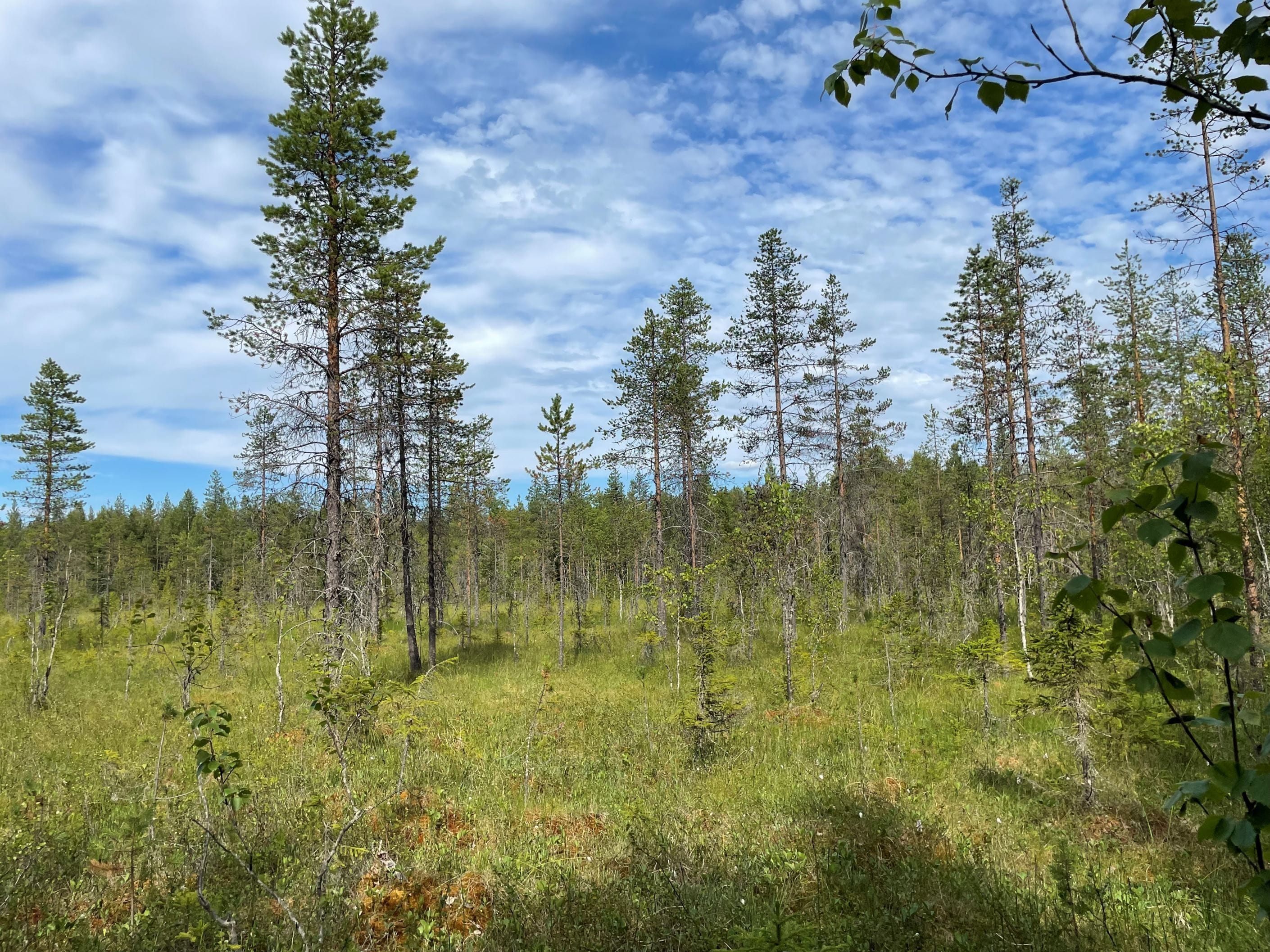Skogsmark (säljarens privata bild)