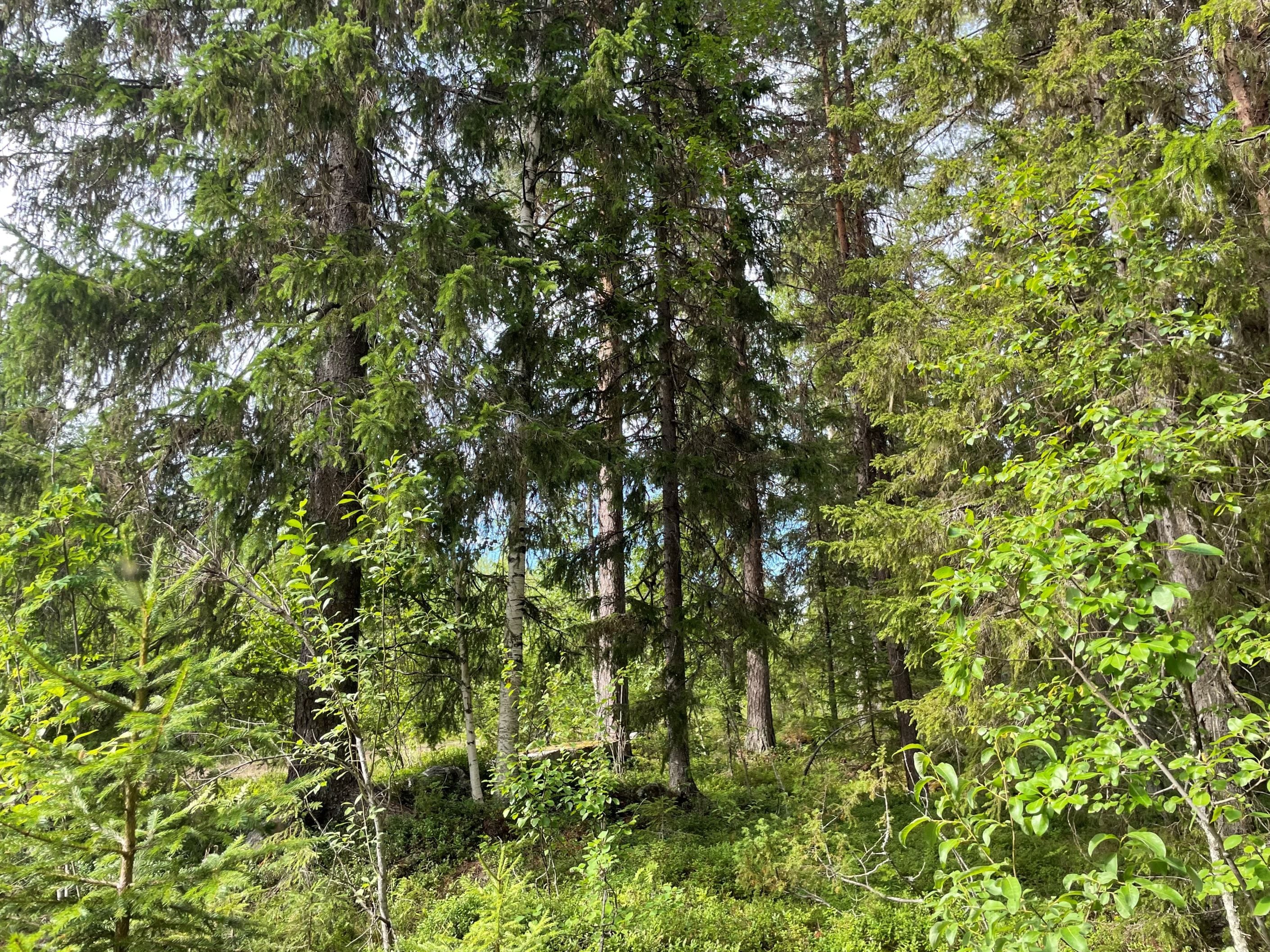 Skogsmark (säljarens privata bild)