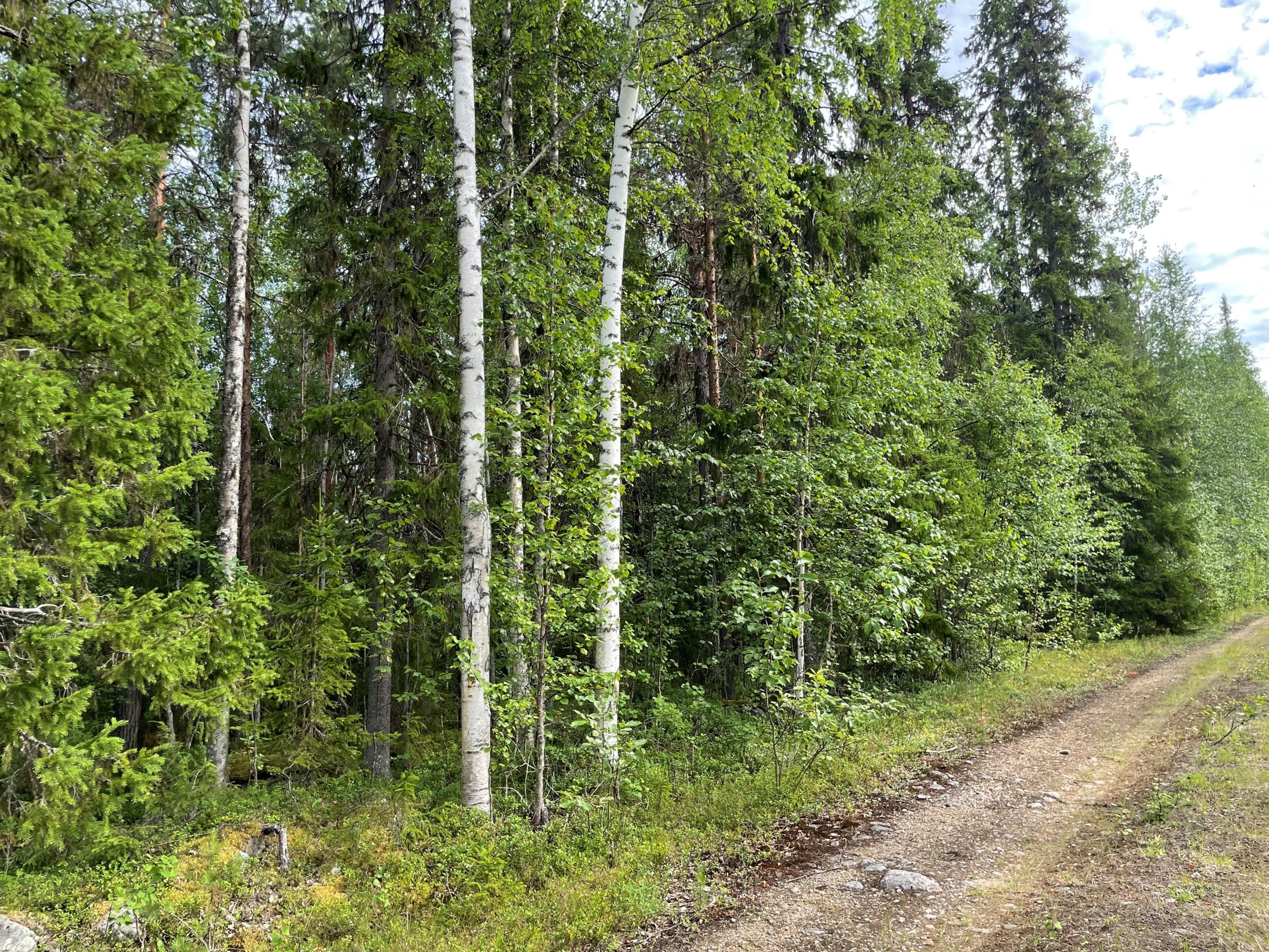 Skogsmark (säljarens privata bild)
