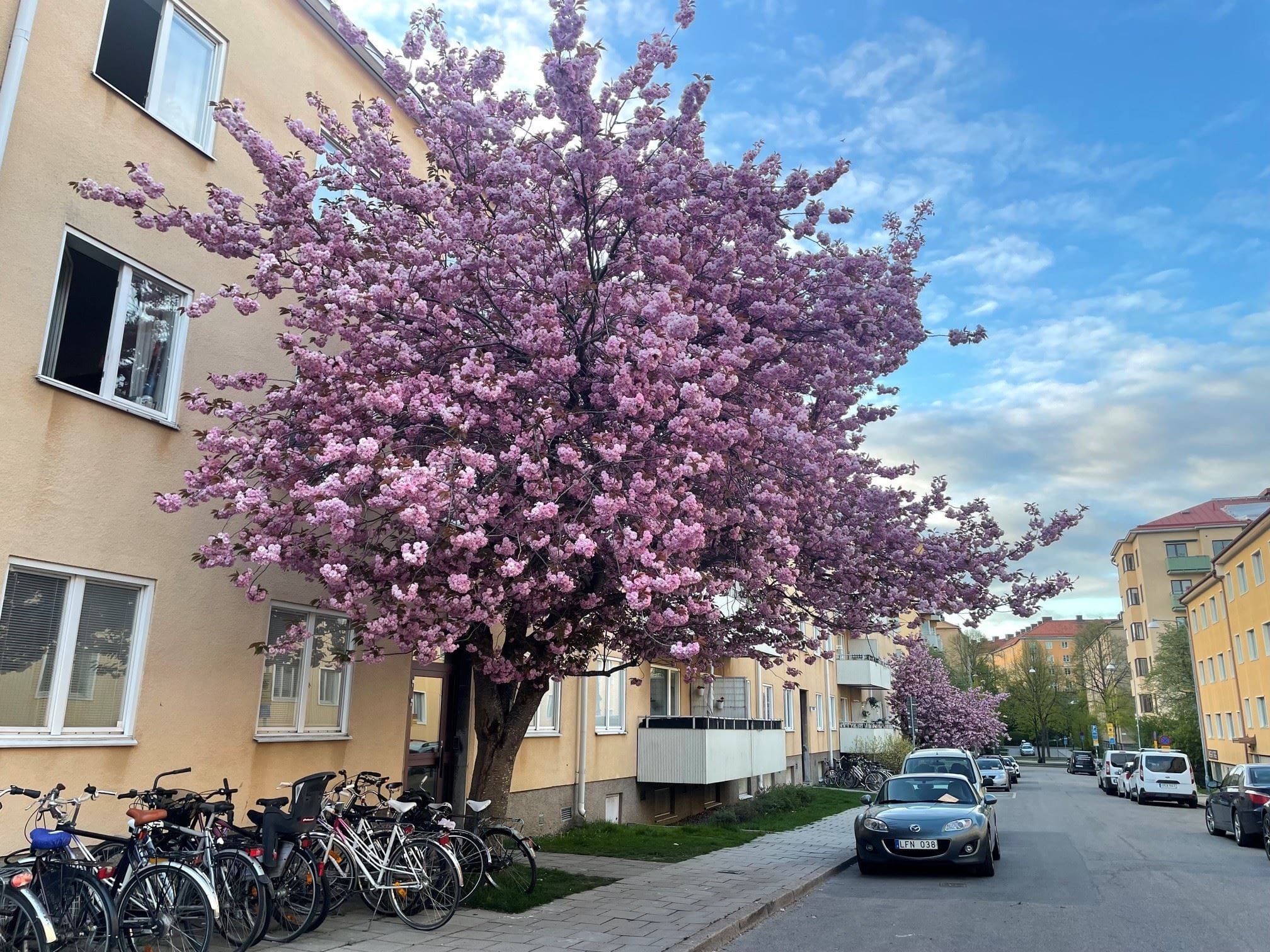 Säljarens egna bild
