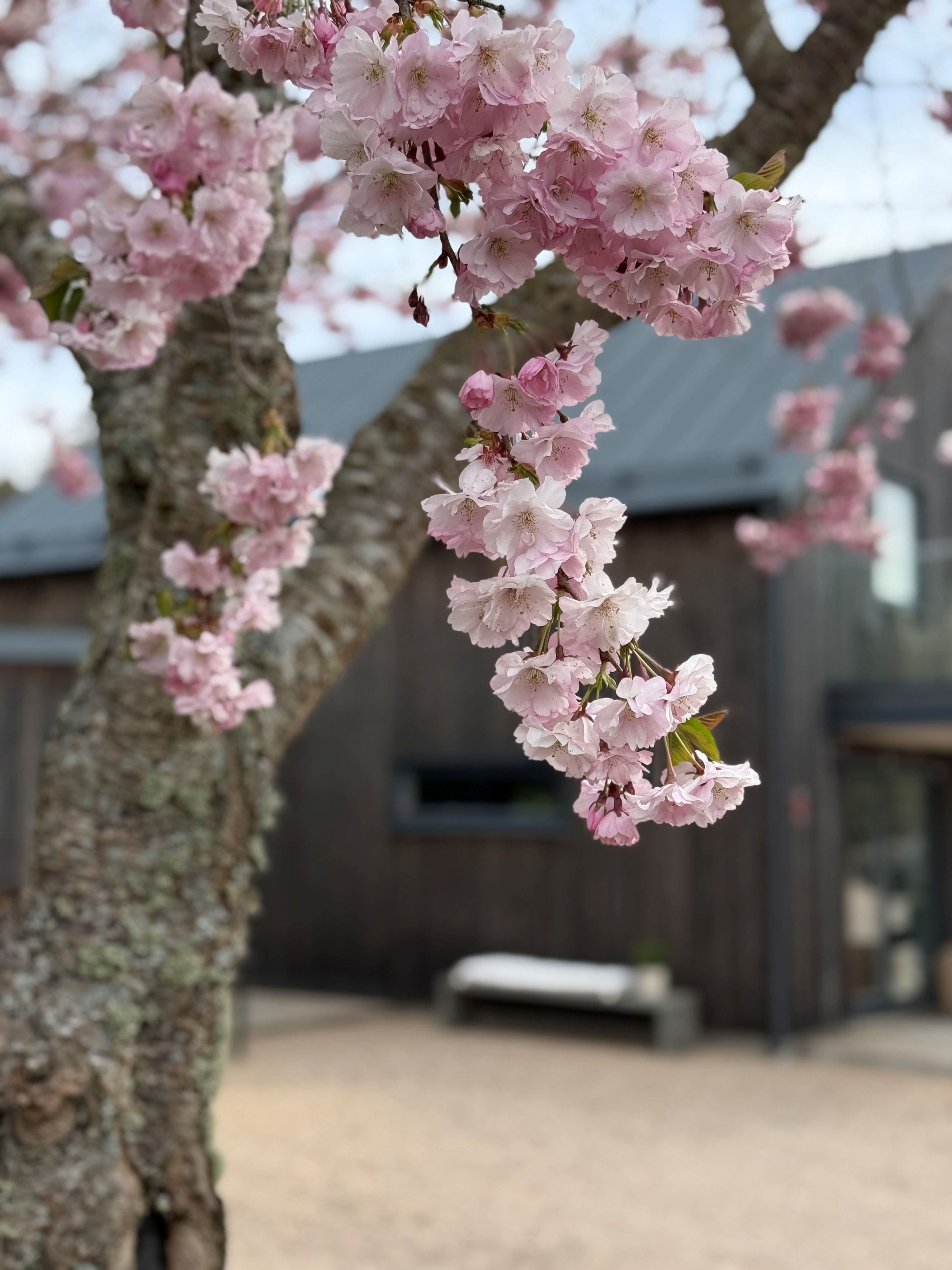 Magiskt, japanska körsbärsträd