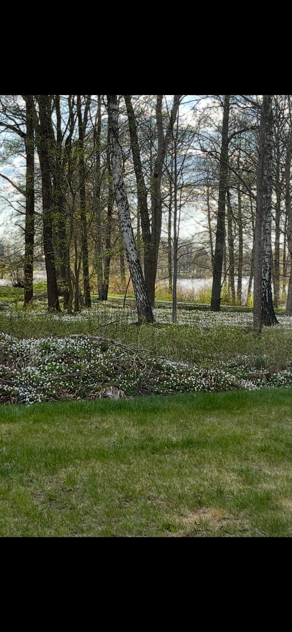 Säljarens egna bilder