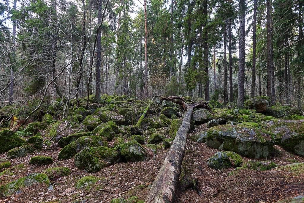 Judarnskogen