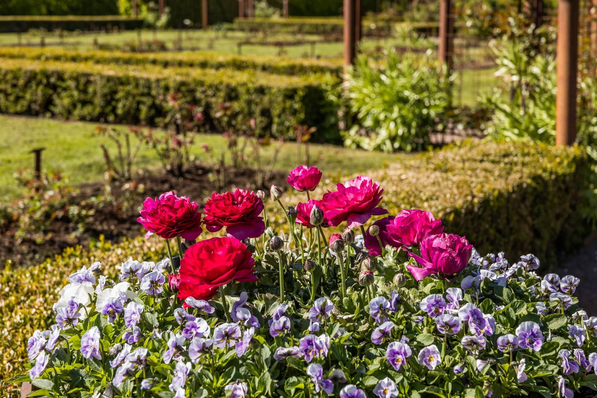 Rosenlunds Rosarium på nära avstånd