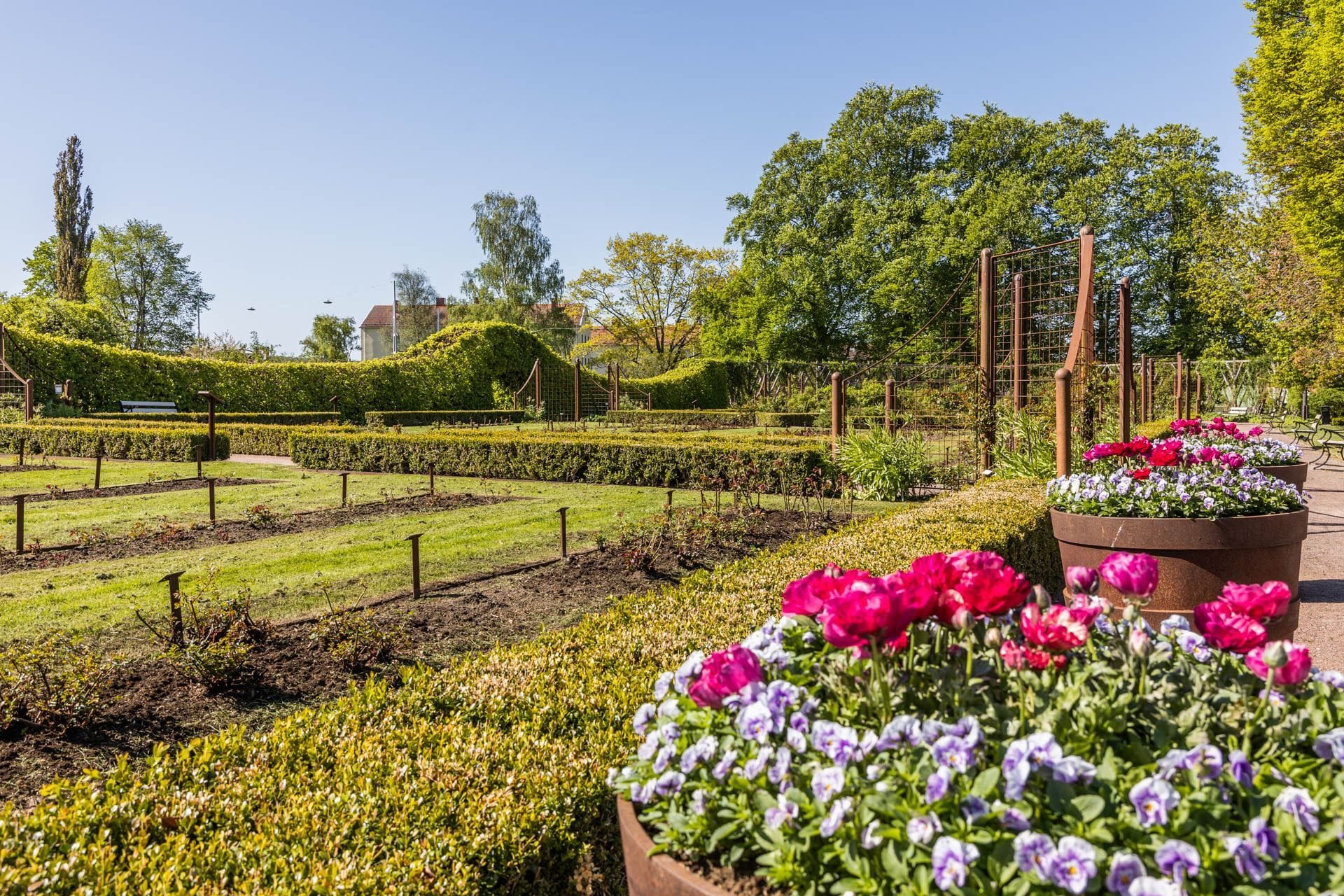 Rosenlunds Rosarium på nära avstånd