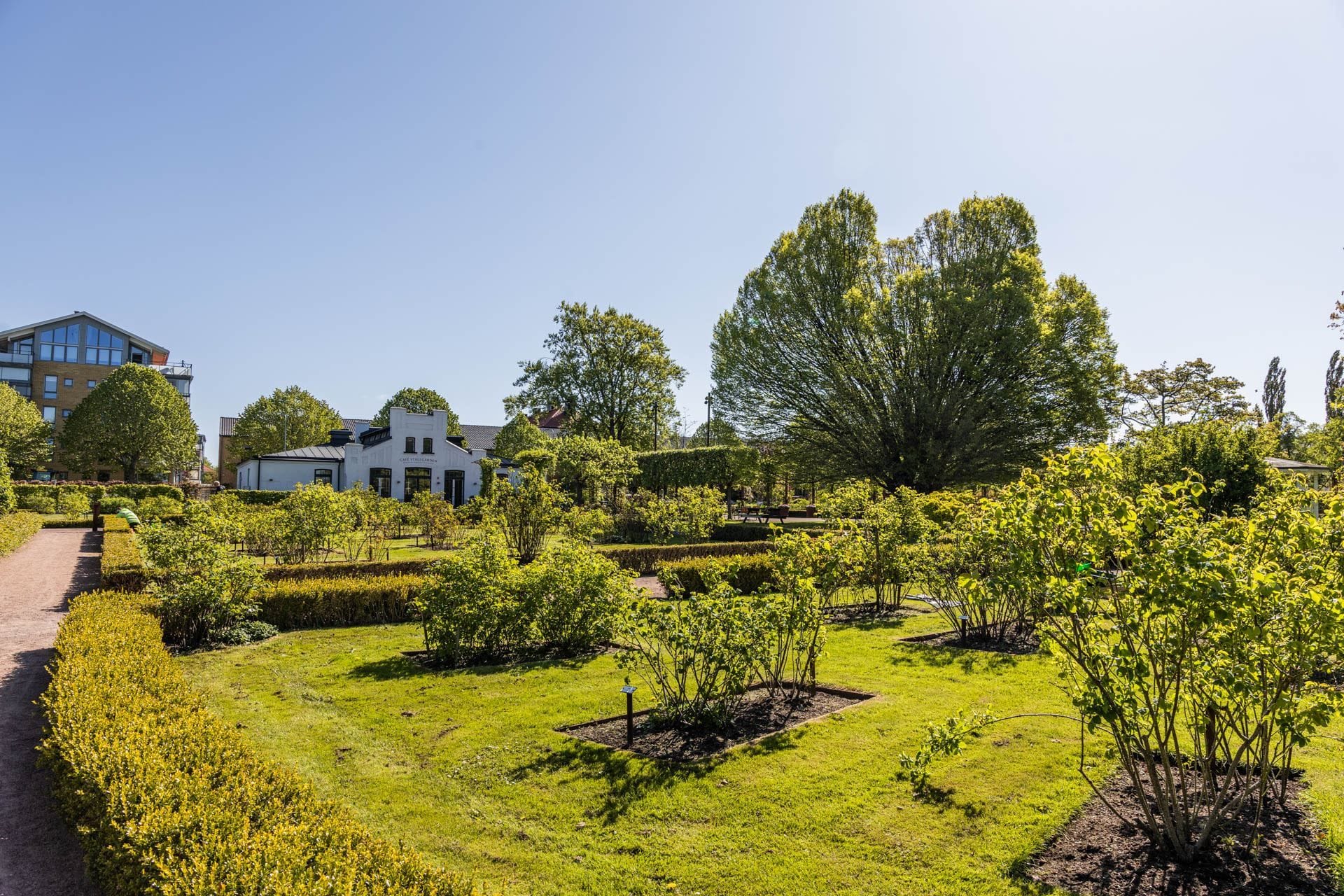 Rosenlunds Rosarium på nära avstånd