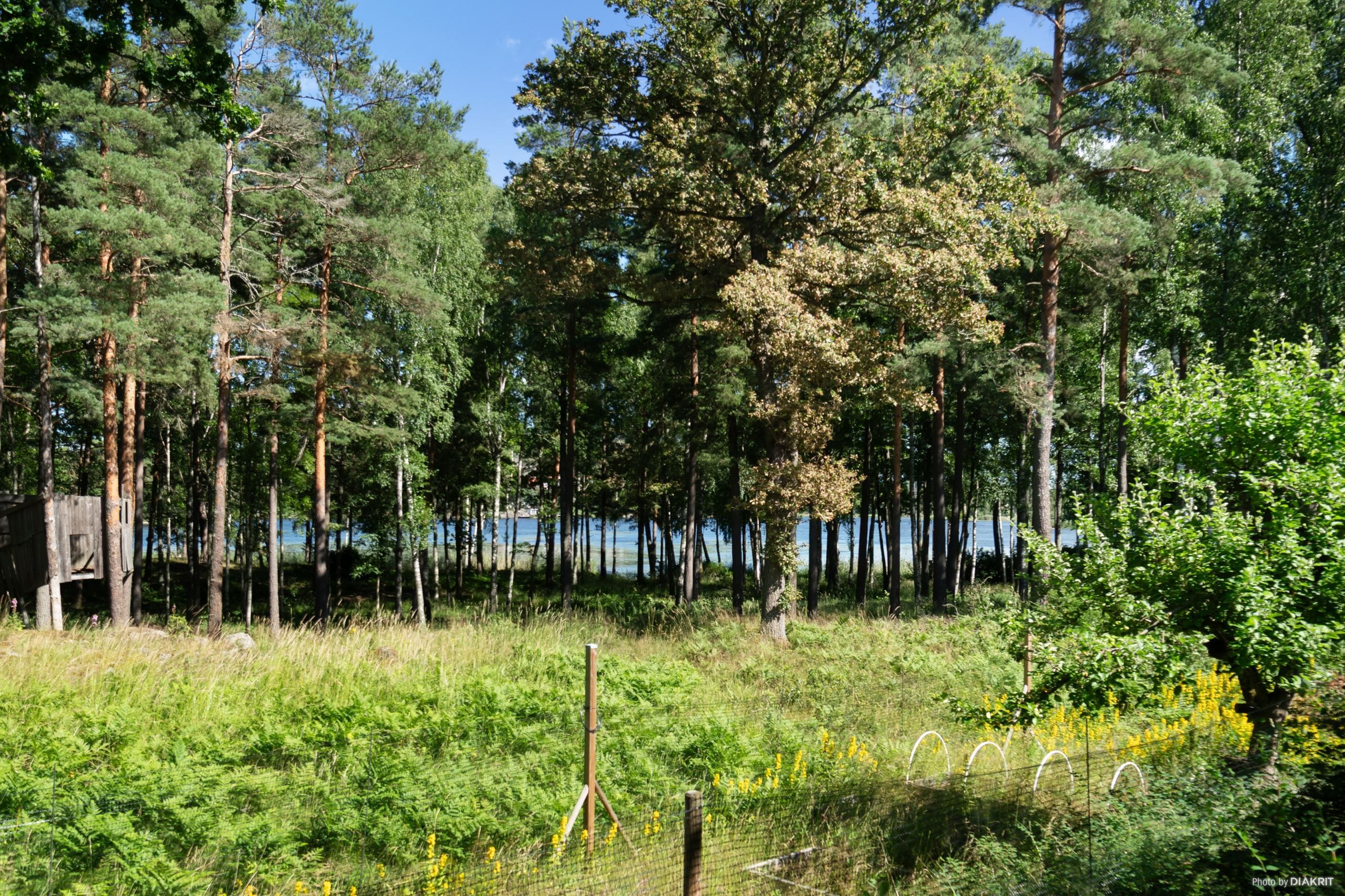 Sjöutsikt från nedre delen av tomten