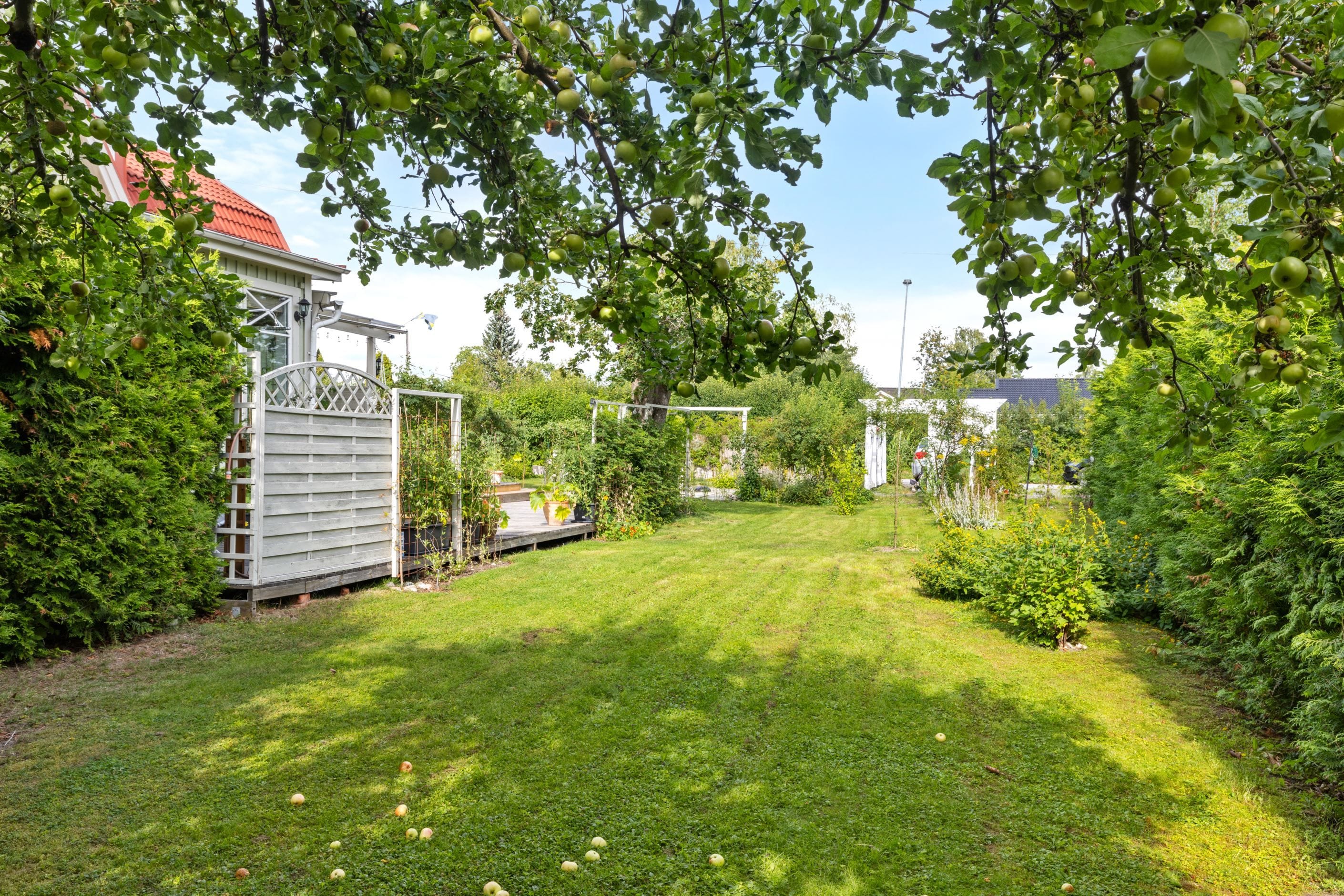 Trädgård
