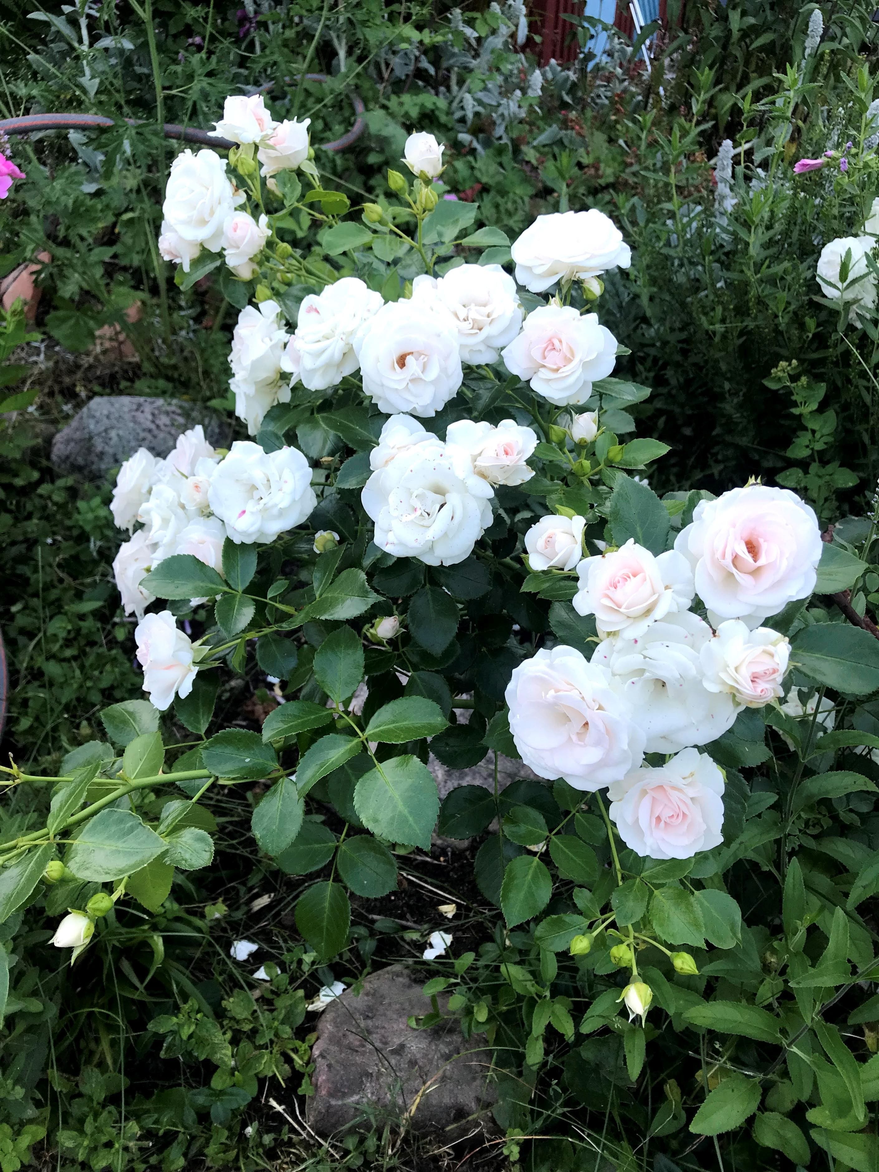 Säljarens sommarbild