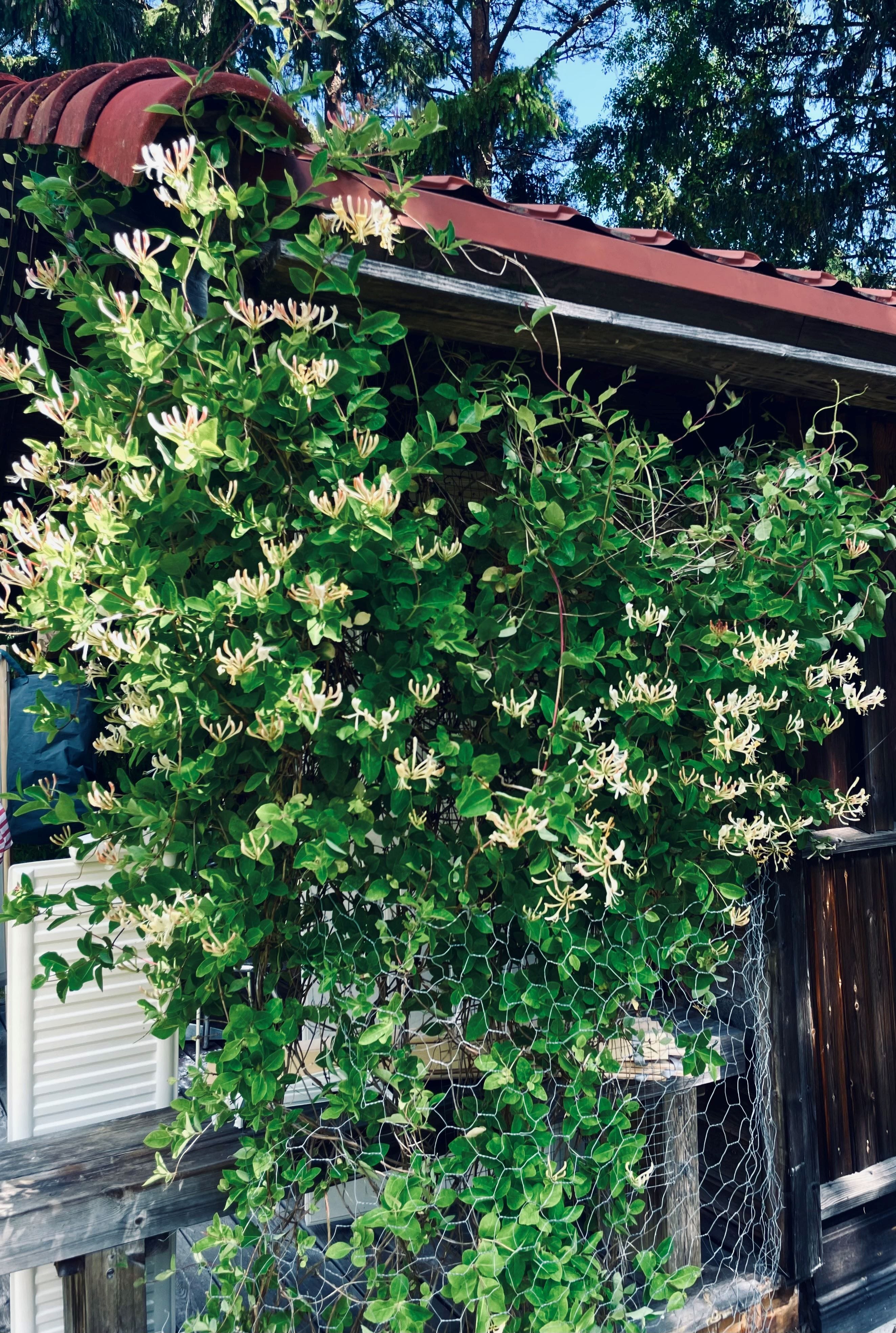 Säljarens sommarbild