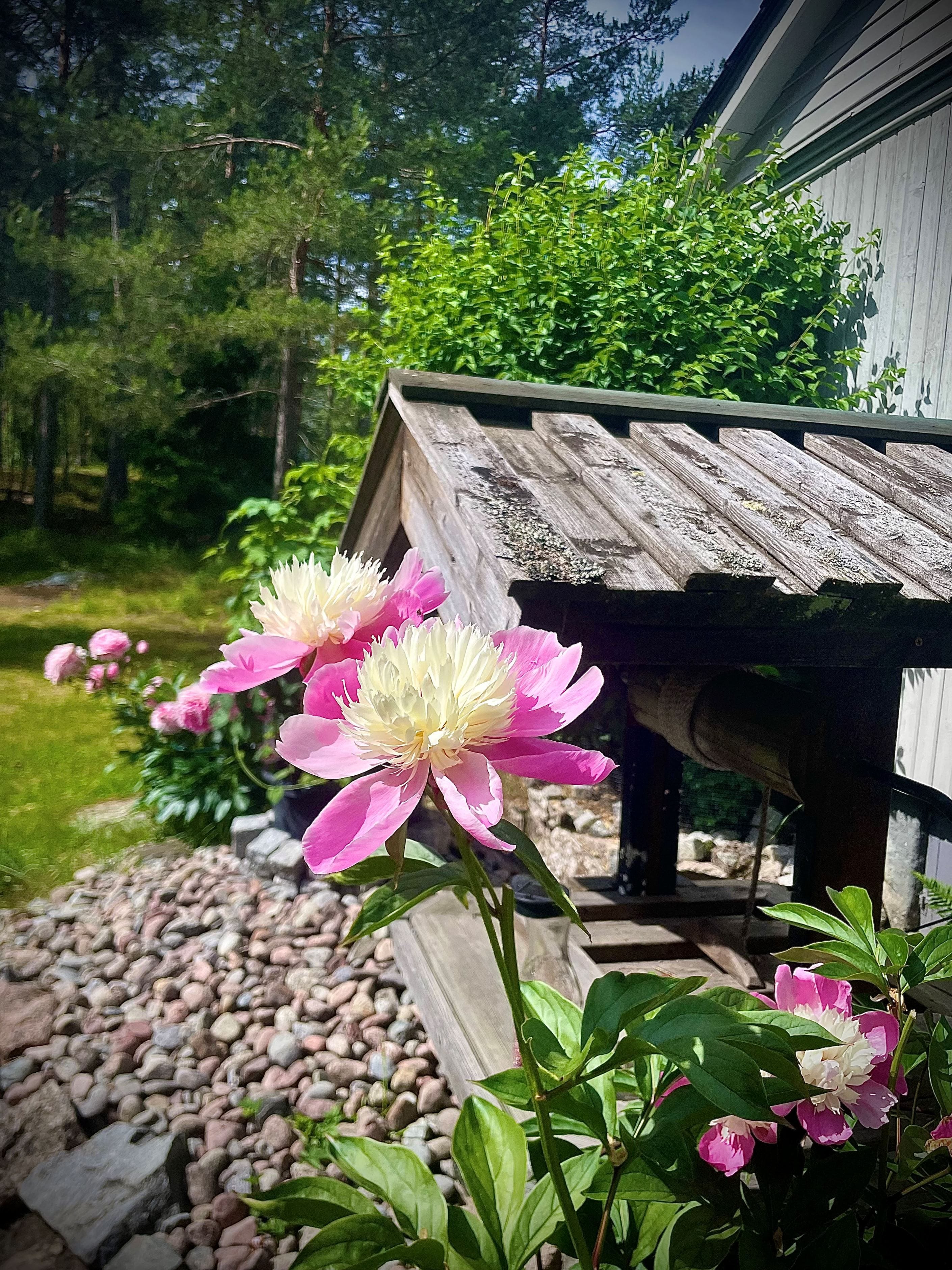 Säljarens sommarbild