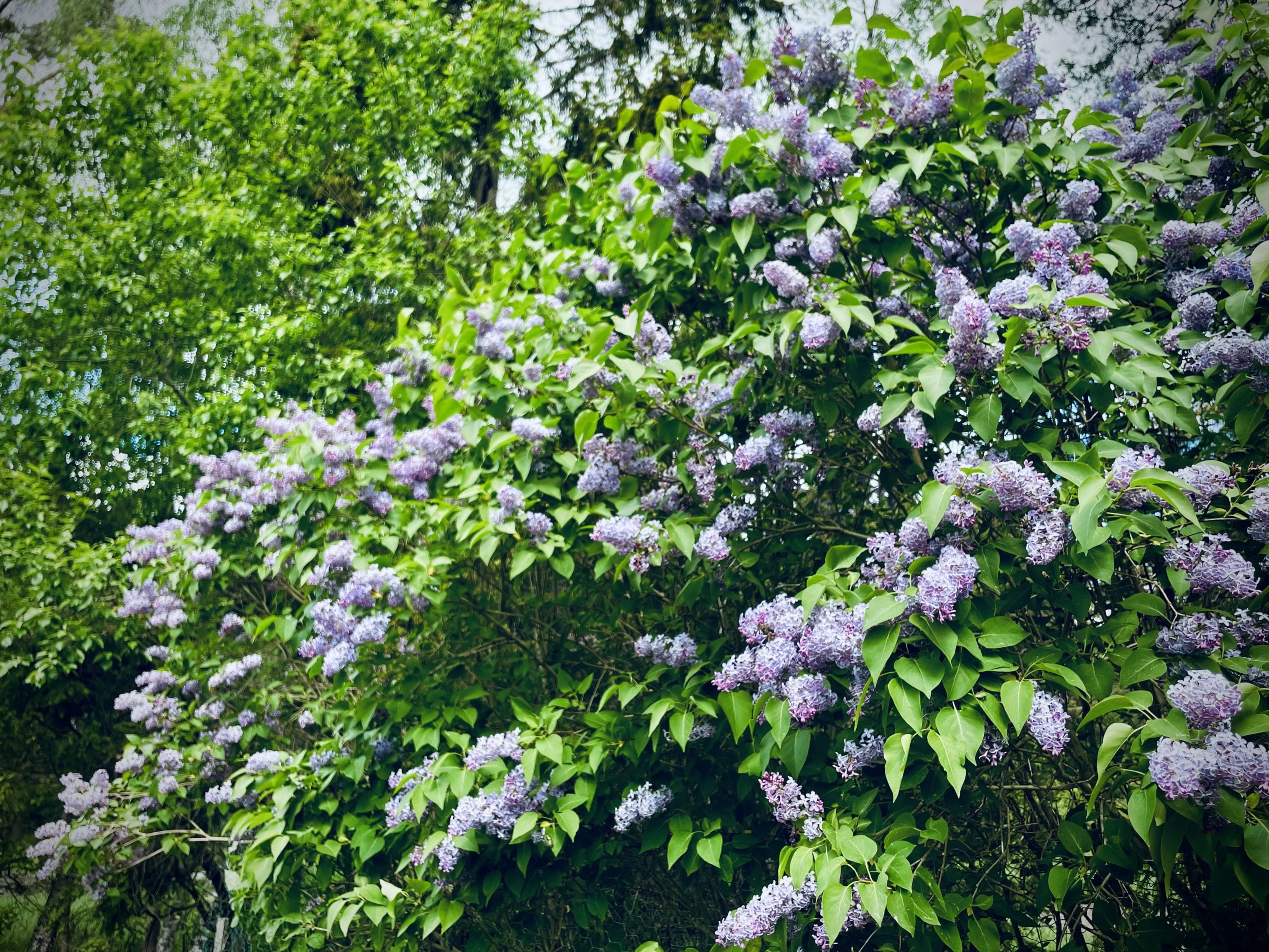 Säljarens sommarbild