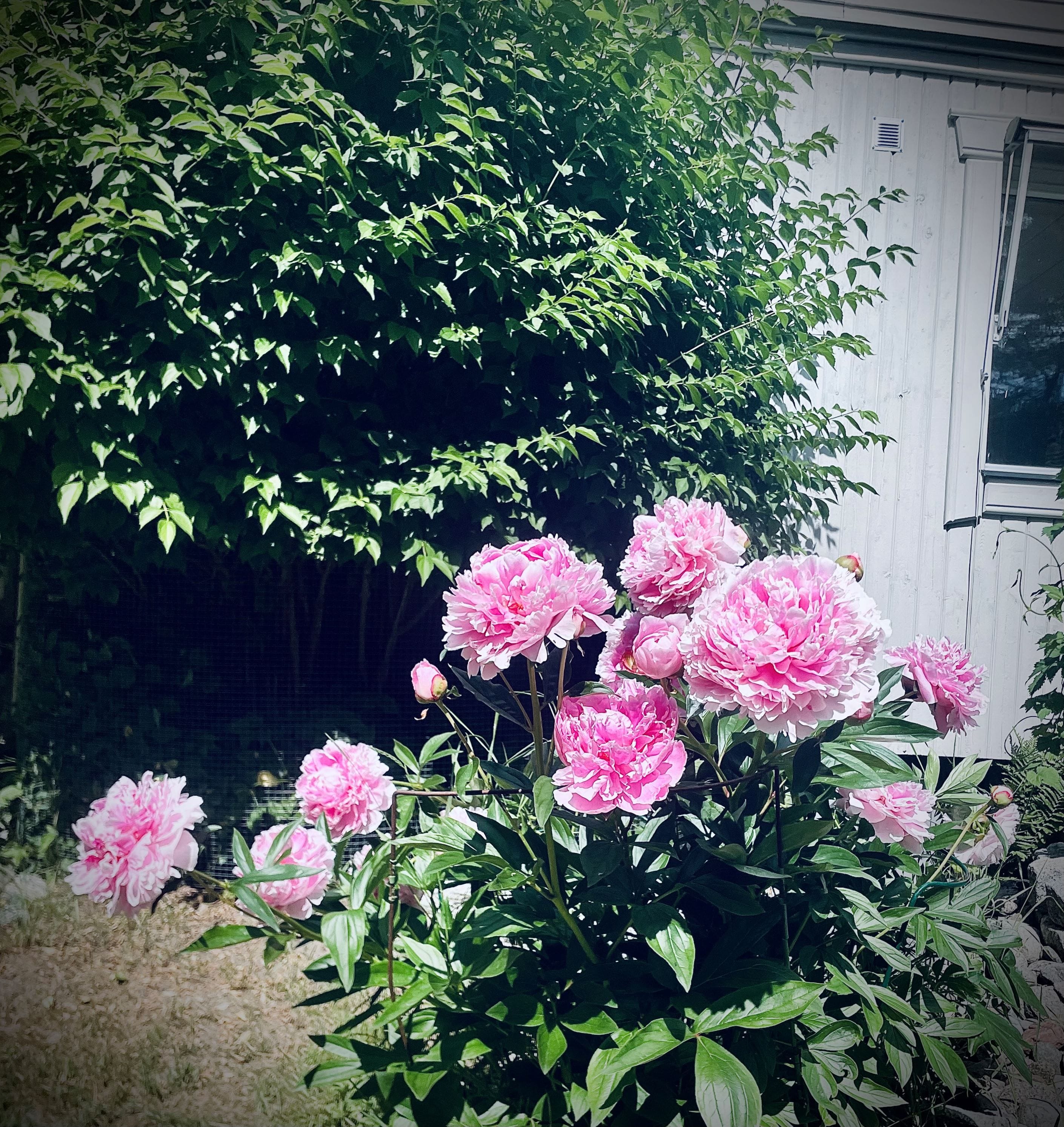 Säljarens sommarbild