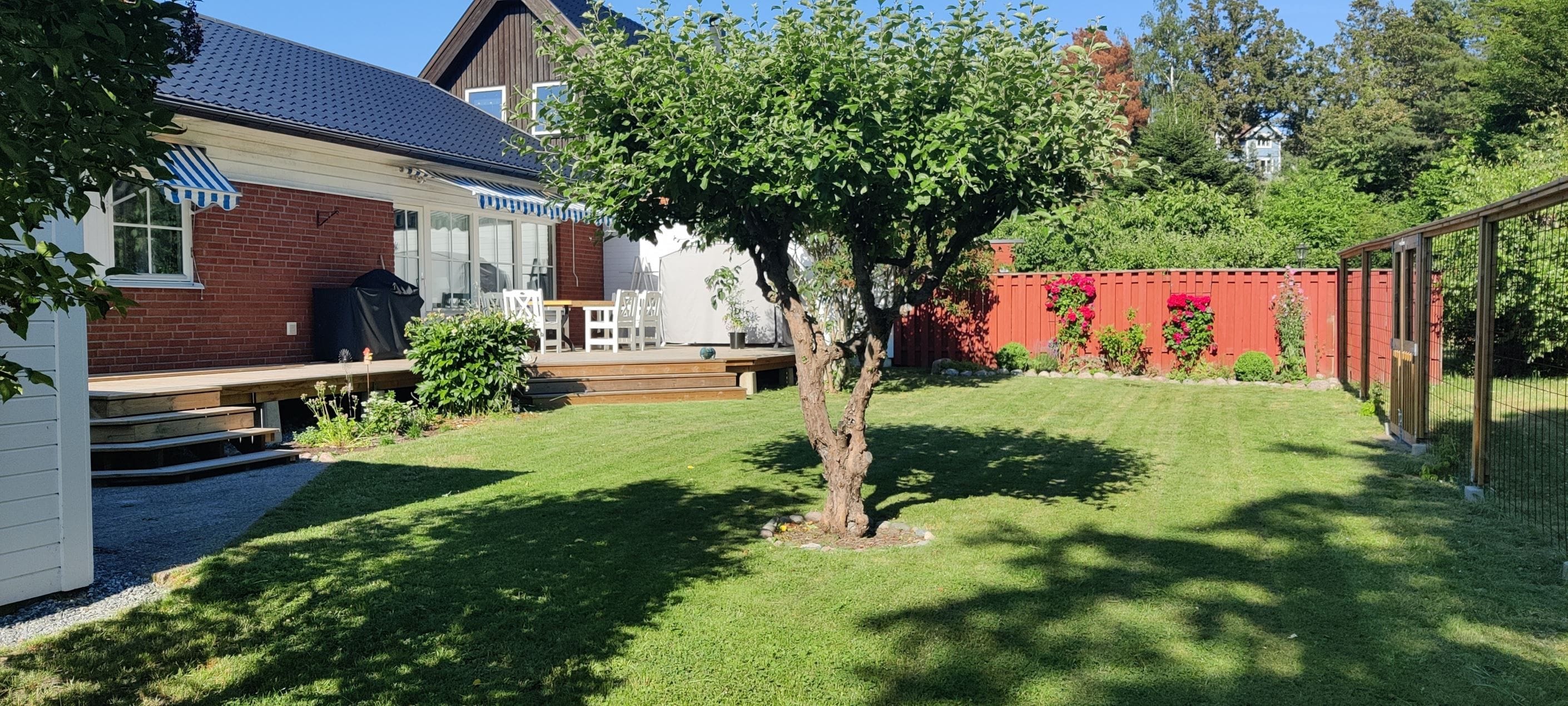 Plan fin trädgård med gamla fruktträd