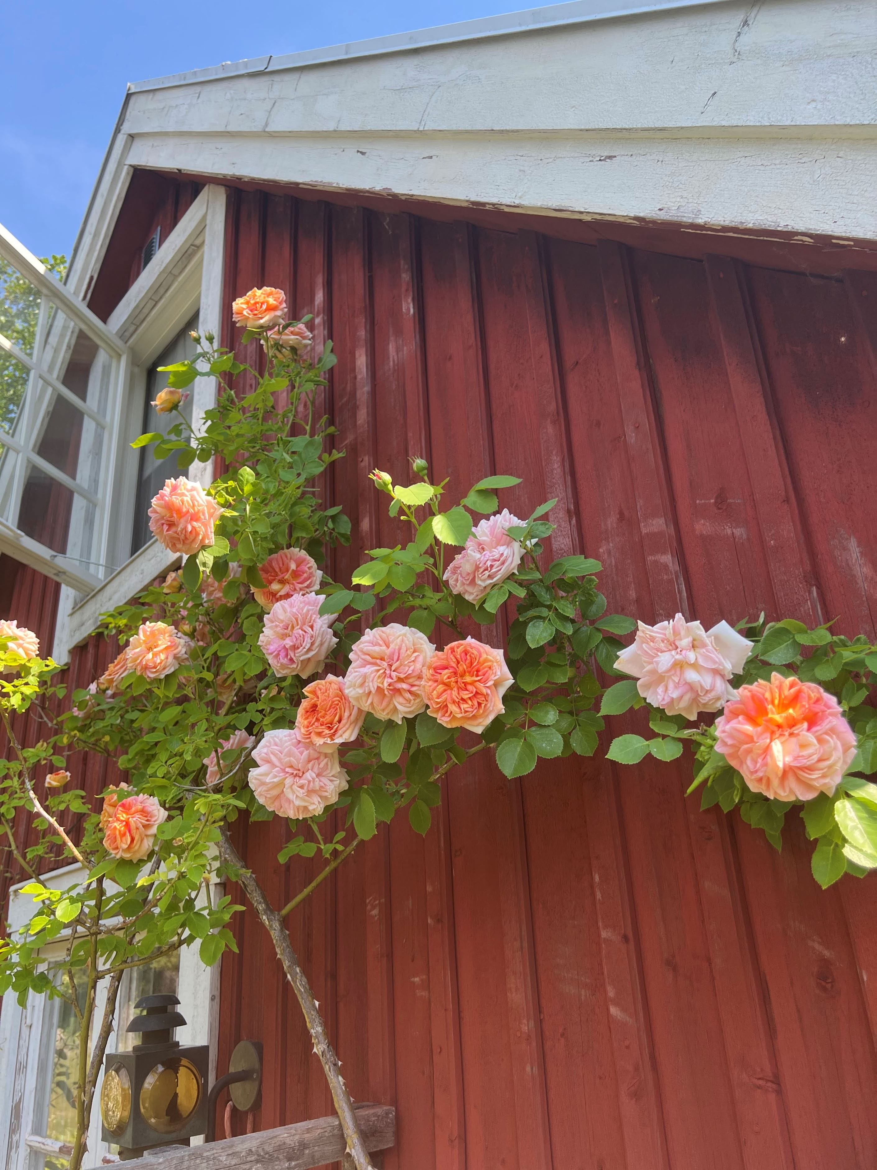 Säljarens sommarbild