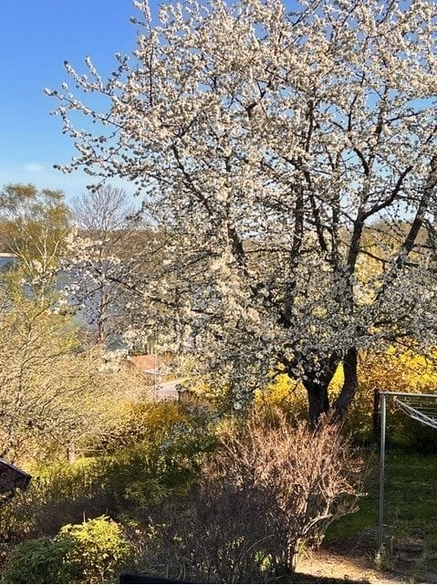 Säljarens bild