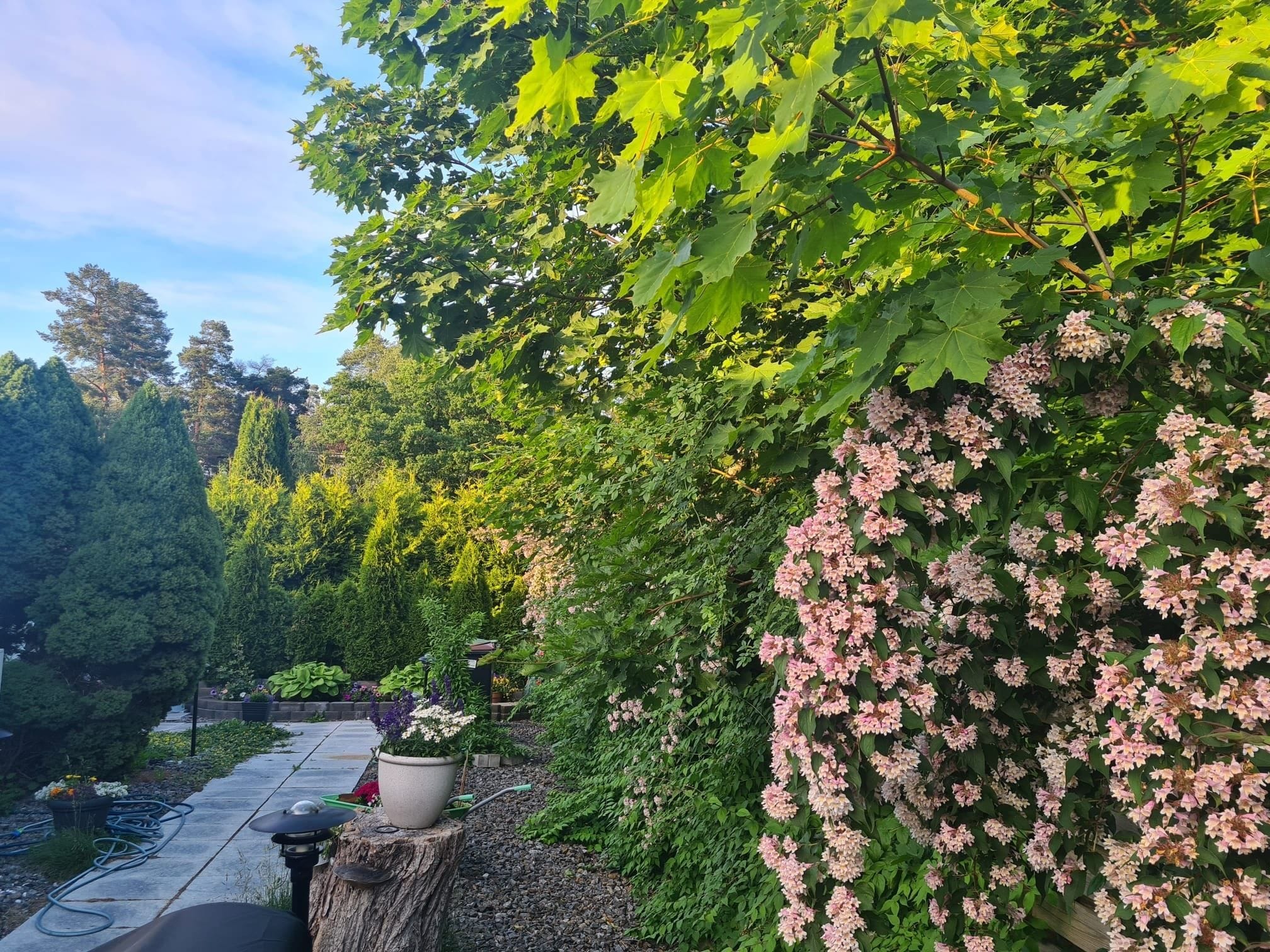 Lummig trädgård