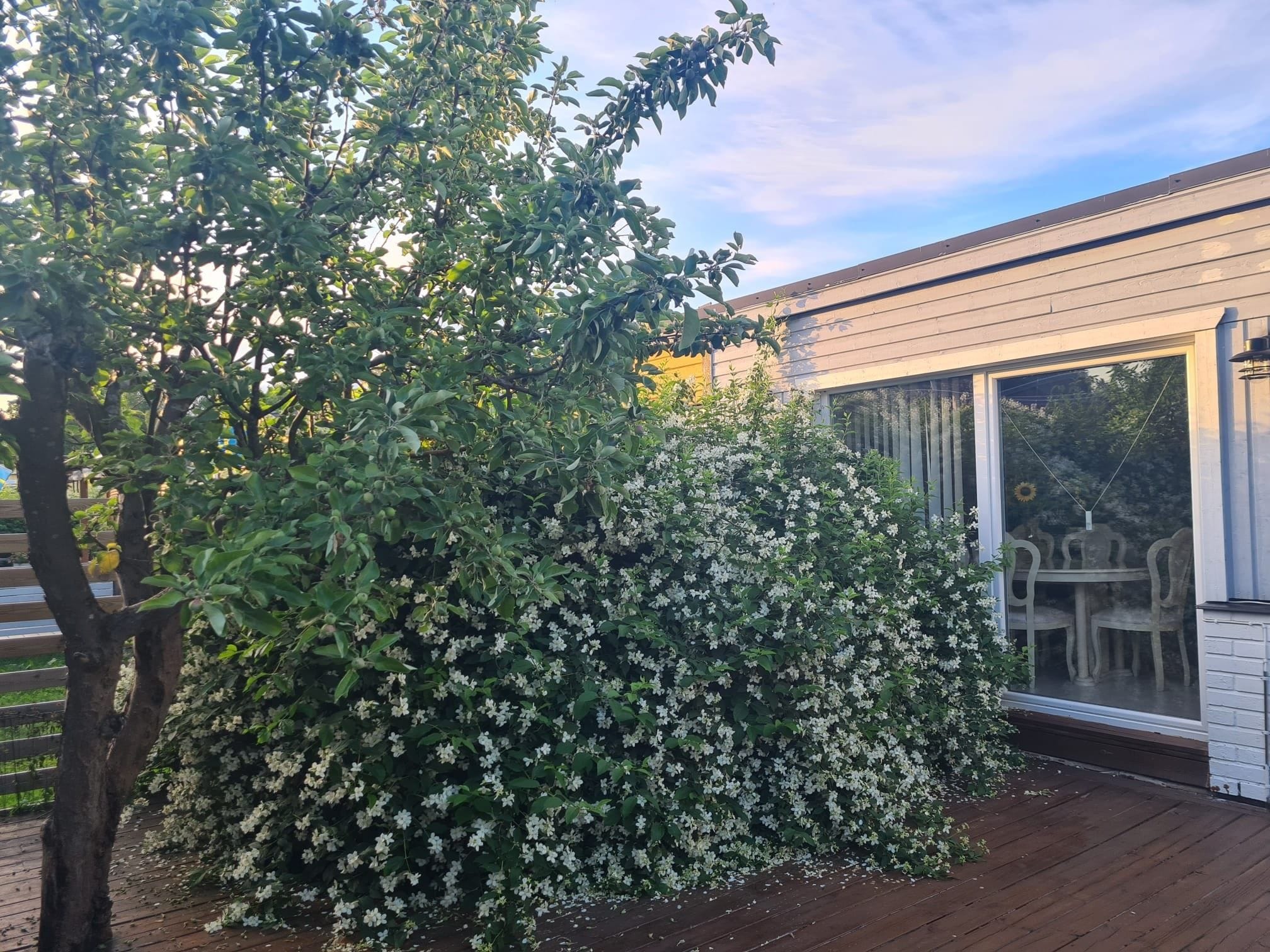 Lummig trädgård